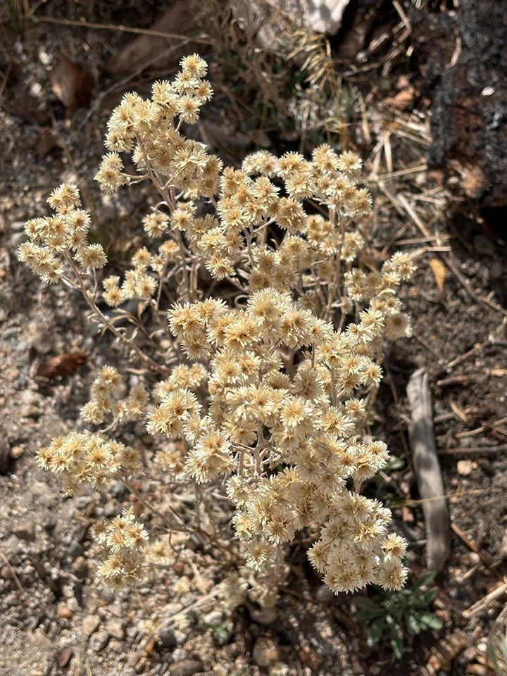 Dried flowers in Little Yosemite Valley