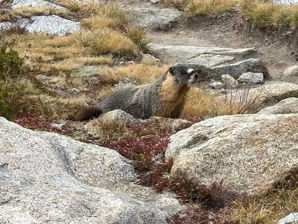 Yellow Bellied Marmot