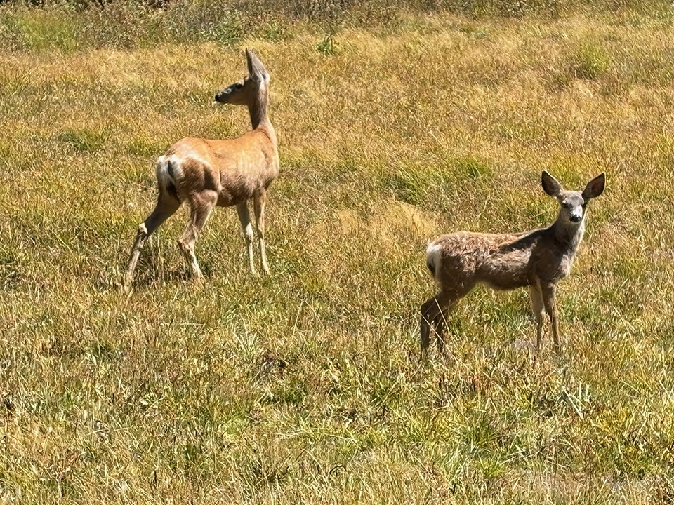 Deer in Crater Meadow