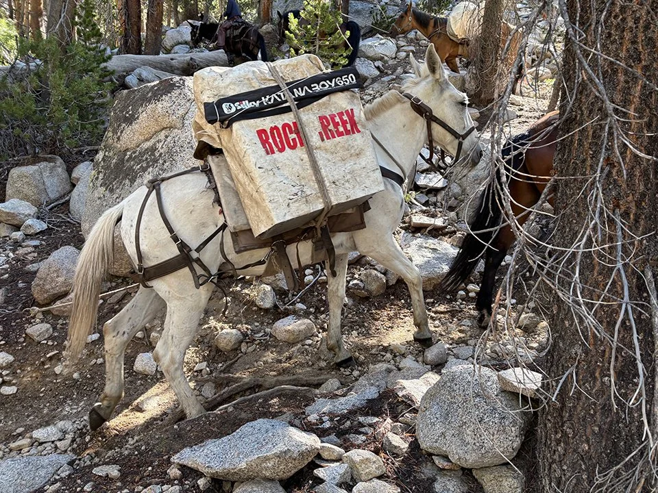 Sad Sack — Had Taken a Tumble on Bear Ridge!