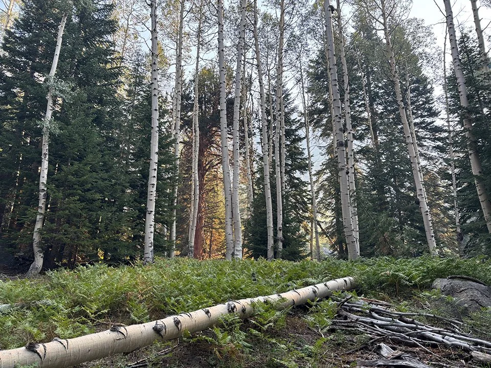 Heading downstream - Aspen grove