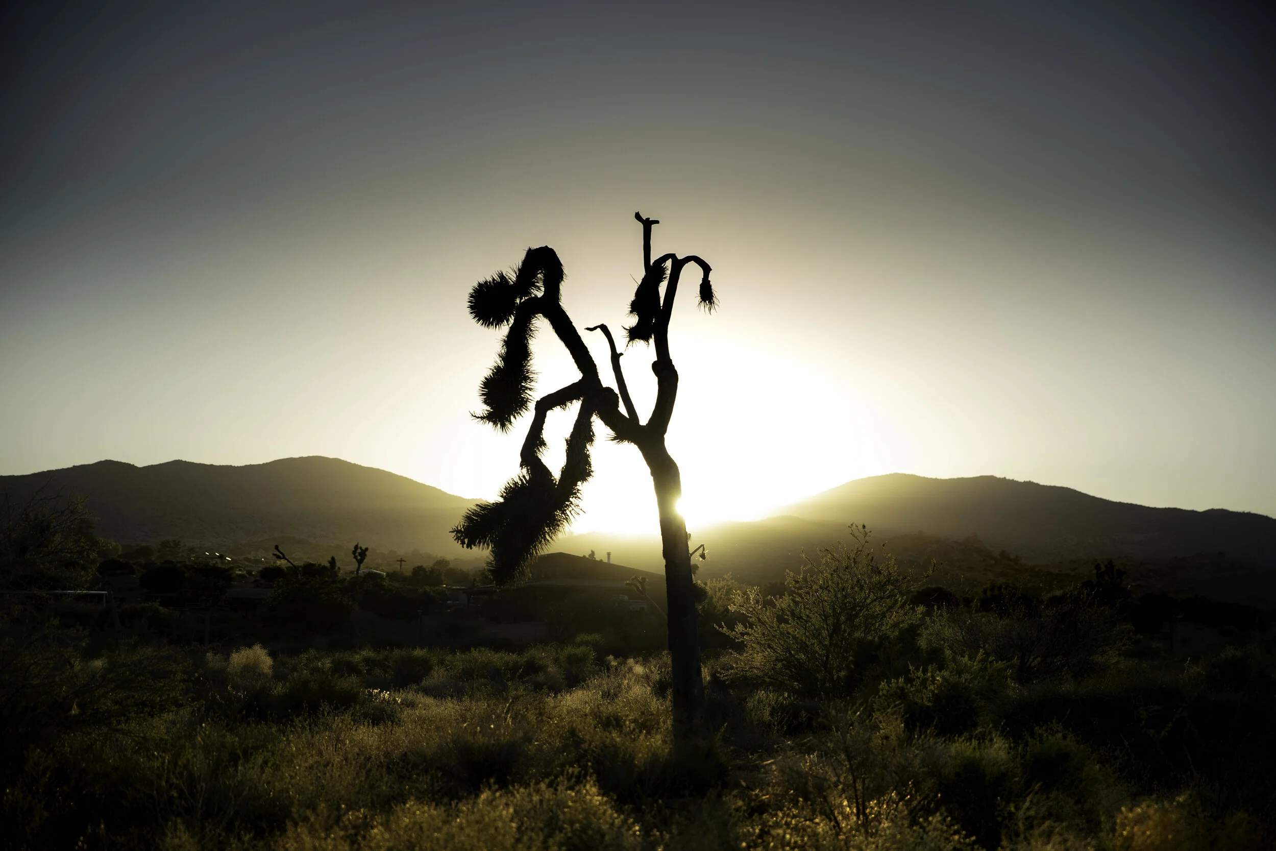 joshuatree2-4 (1).jpg