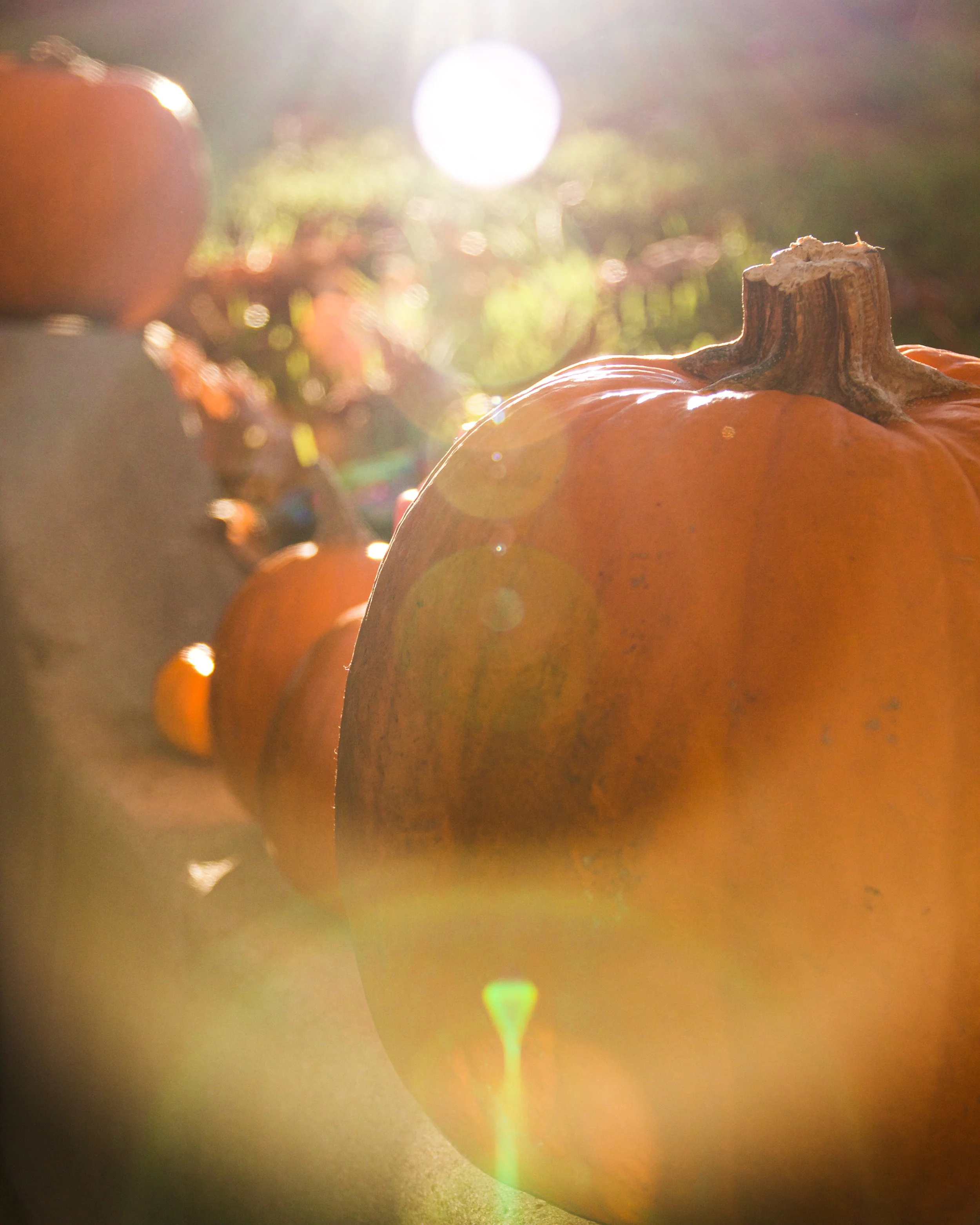 Alie Halloween-02.JPG