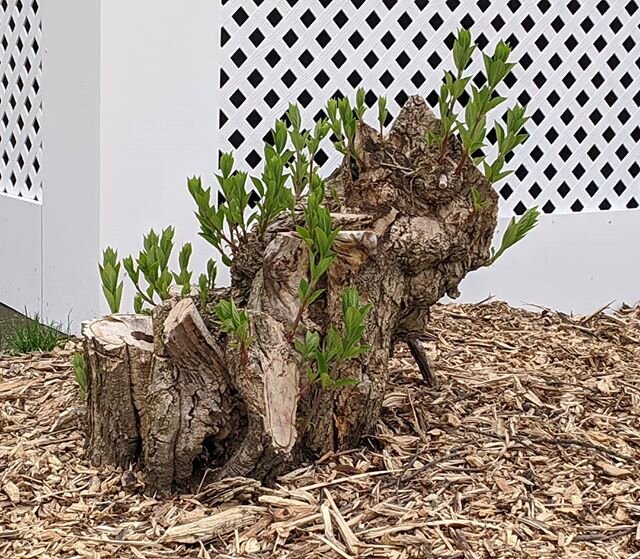 A couple months ago, I cut down two HUGE hydrangeas...about 8 or 9 feet tall.  They we blocking views in and out of the house.  This weekend, I went to look at one of the stumps to come up with a plan to remove it. &quot;Not so fast!&quot; New, beaut