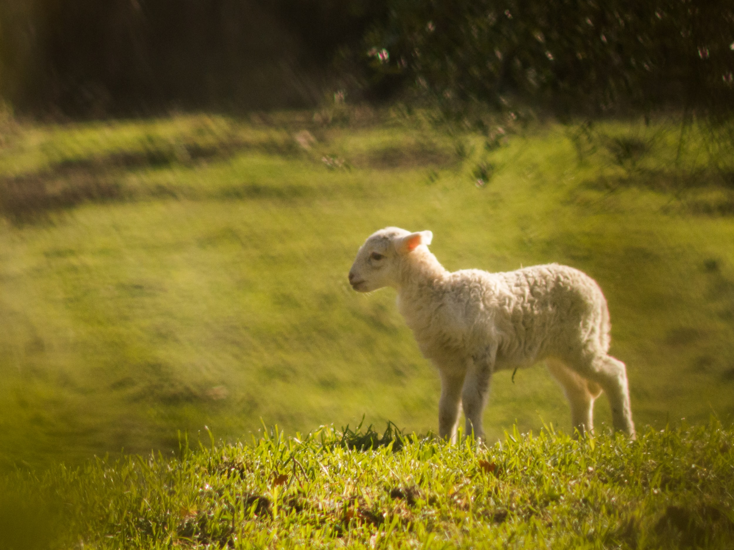 The Lying and the Lamb