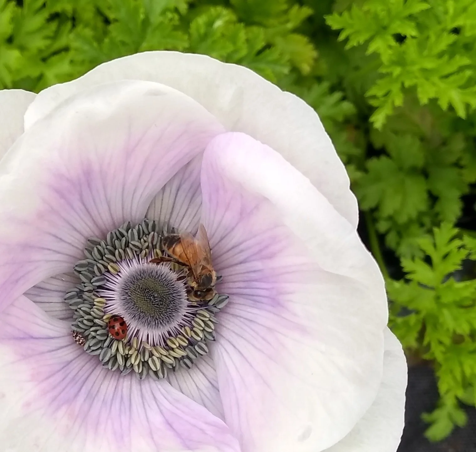 Conscious Blooms good Bugs.jpg