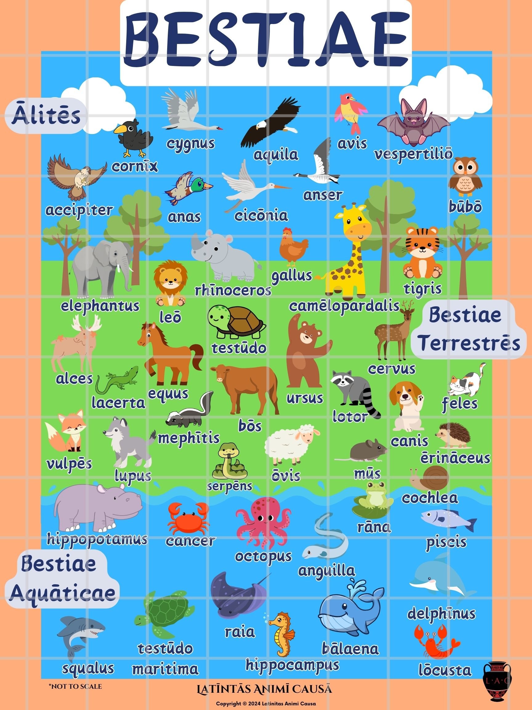 Animal Poster in Latin!