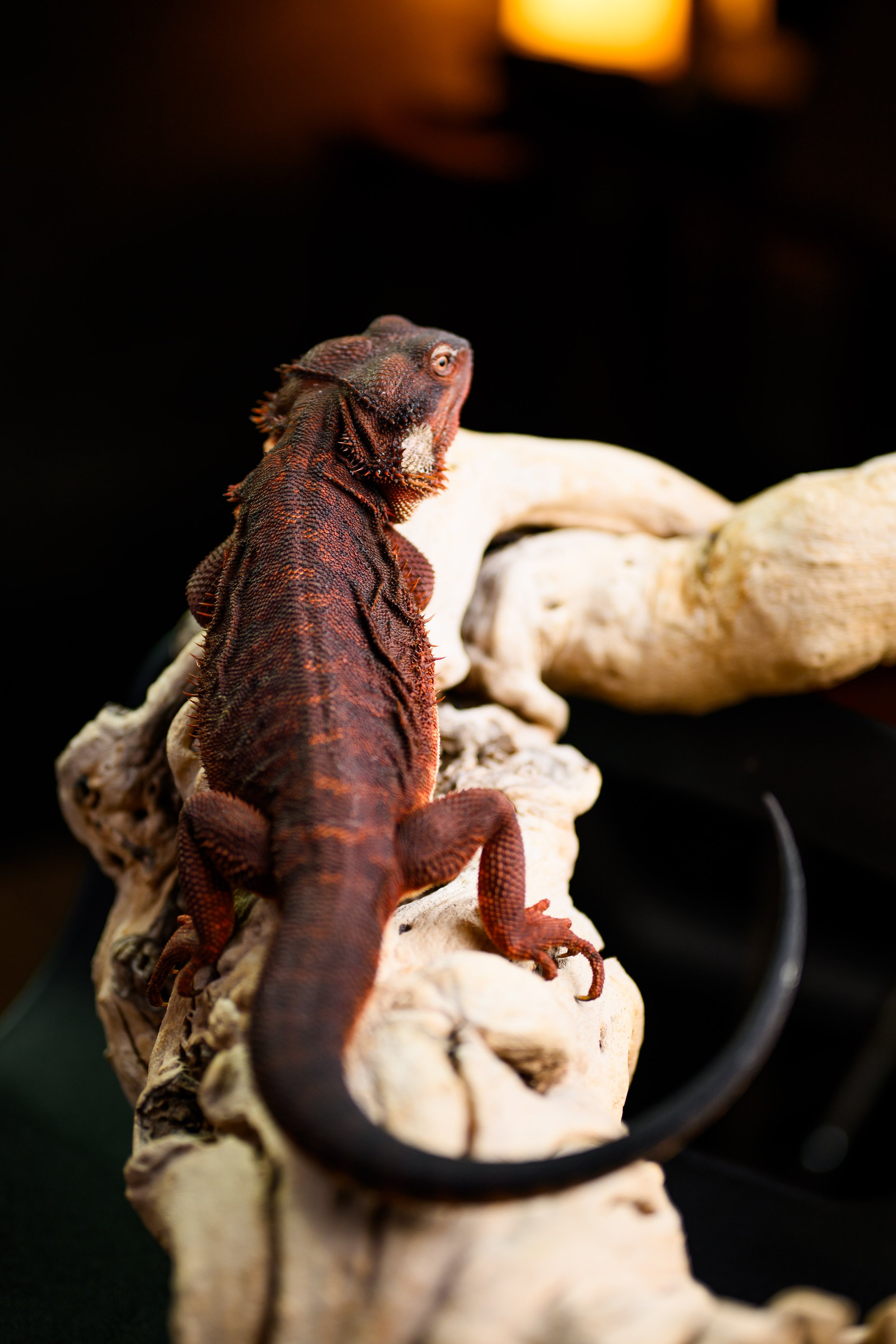 Dragons For Sale black bearded dragons 34.jpg