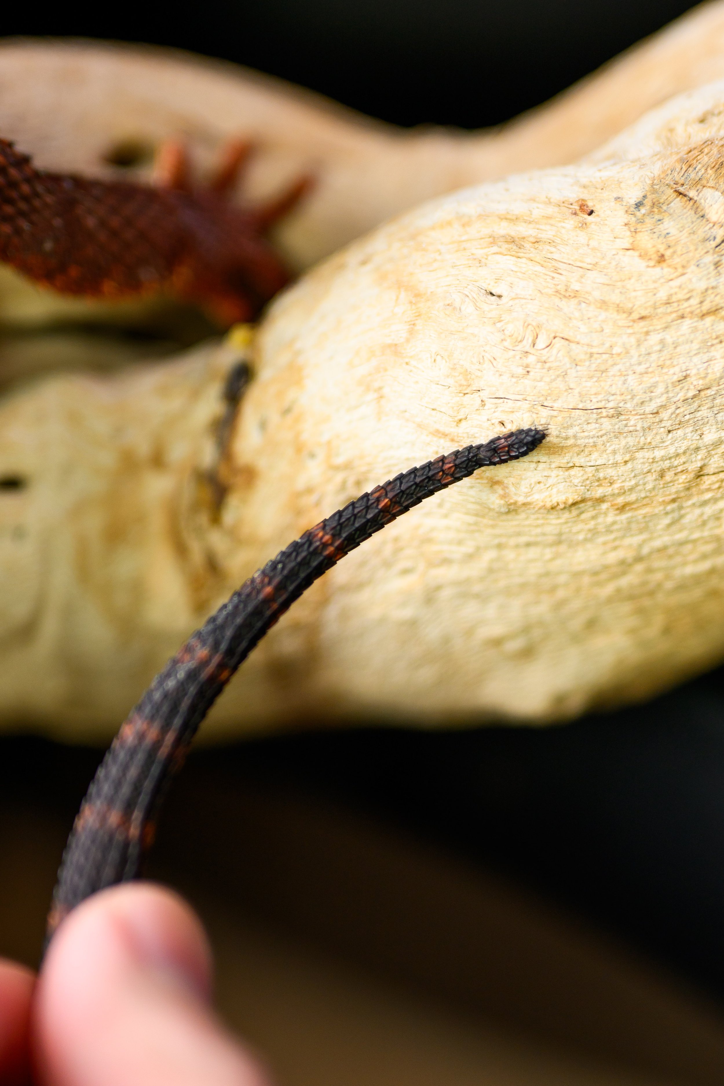 Dragons For Sale black bearded dragons 7.jpg