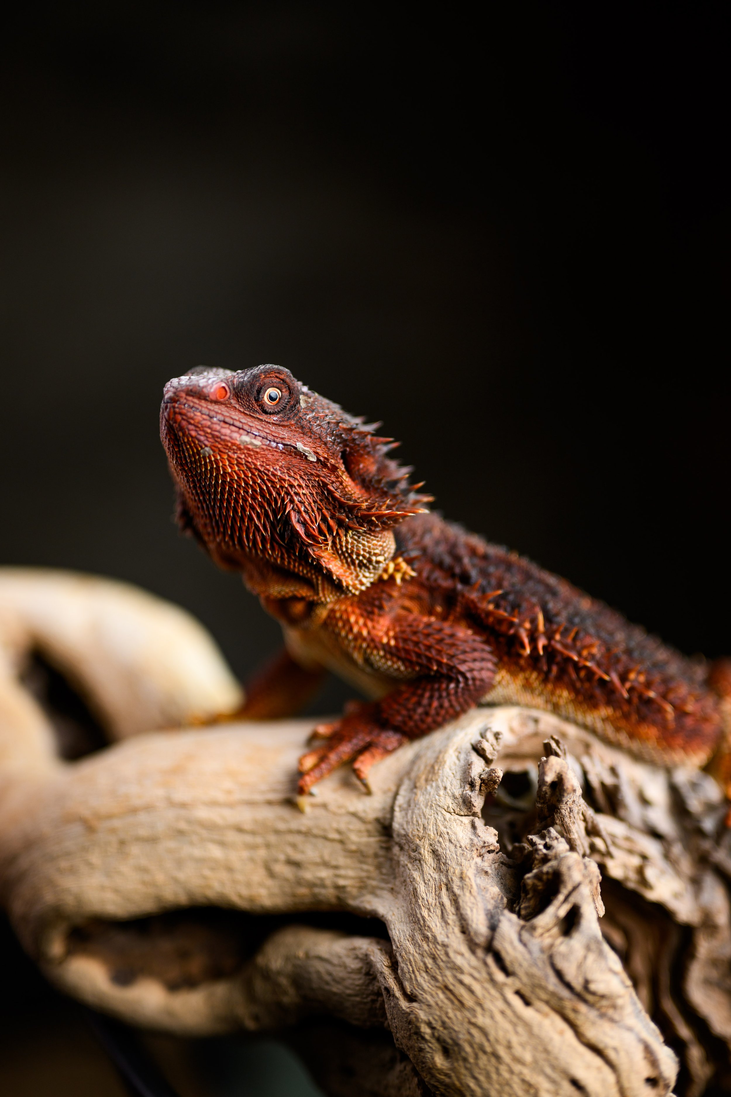 Dragons For Sale black bearded dragons 12.jpg