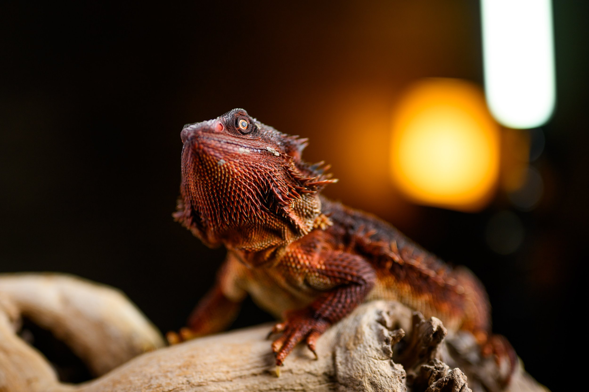 Dragons For Sale black bearded dragons 9.jpg