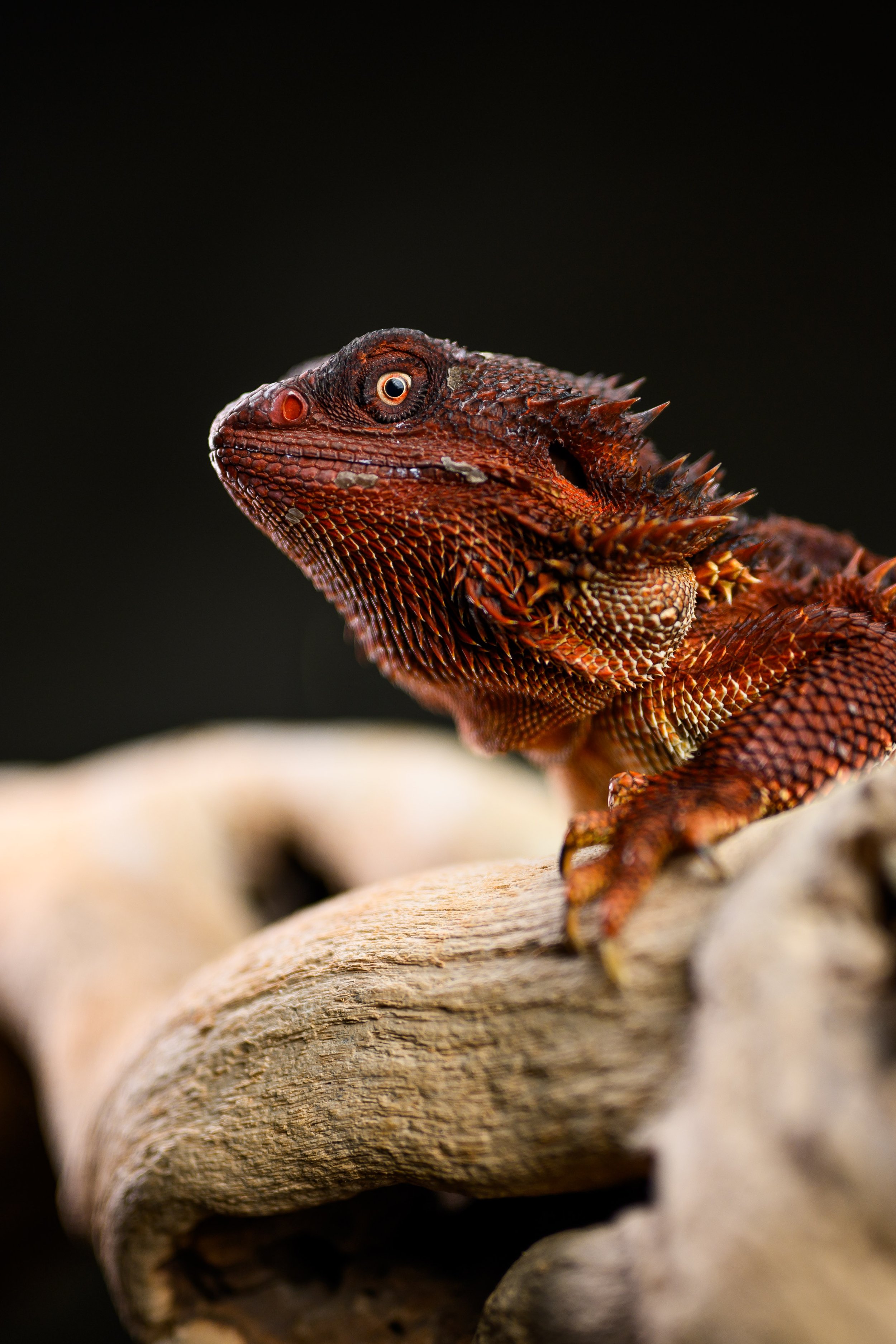 Dragons For Sale black bearded dragons 3.jpg