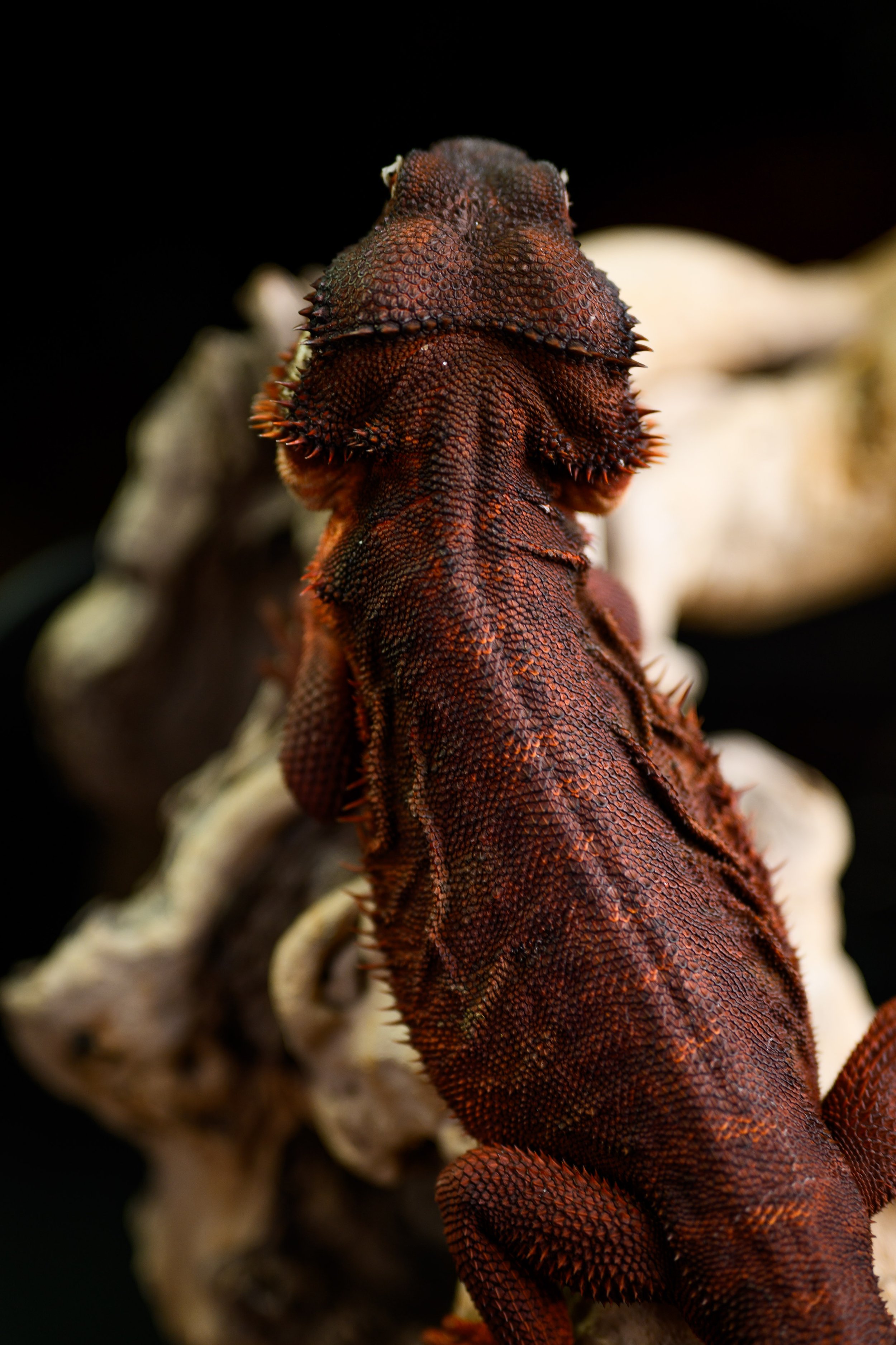 Dragons For Sale black bearded dragons 26.jpg