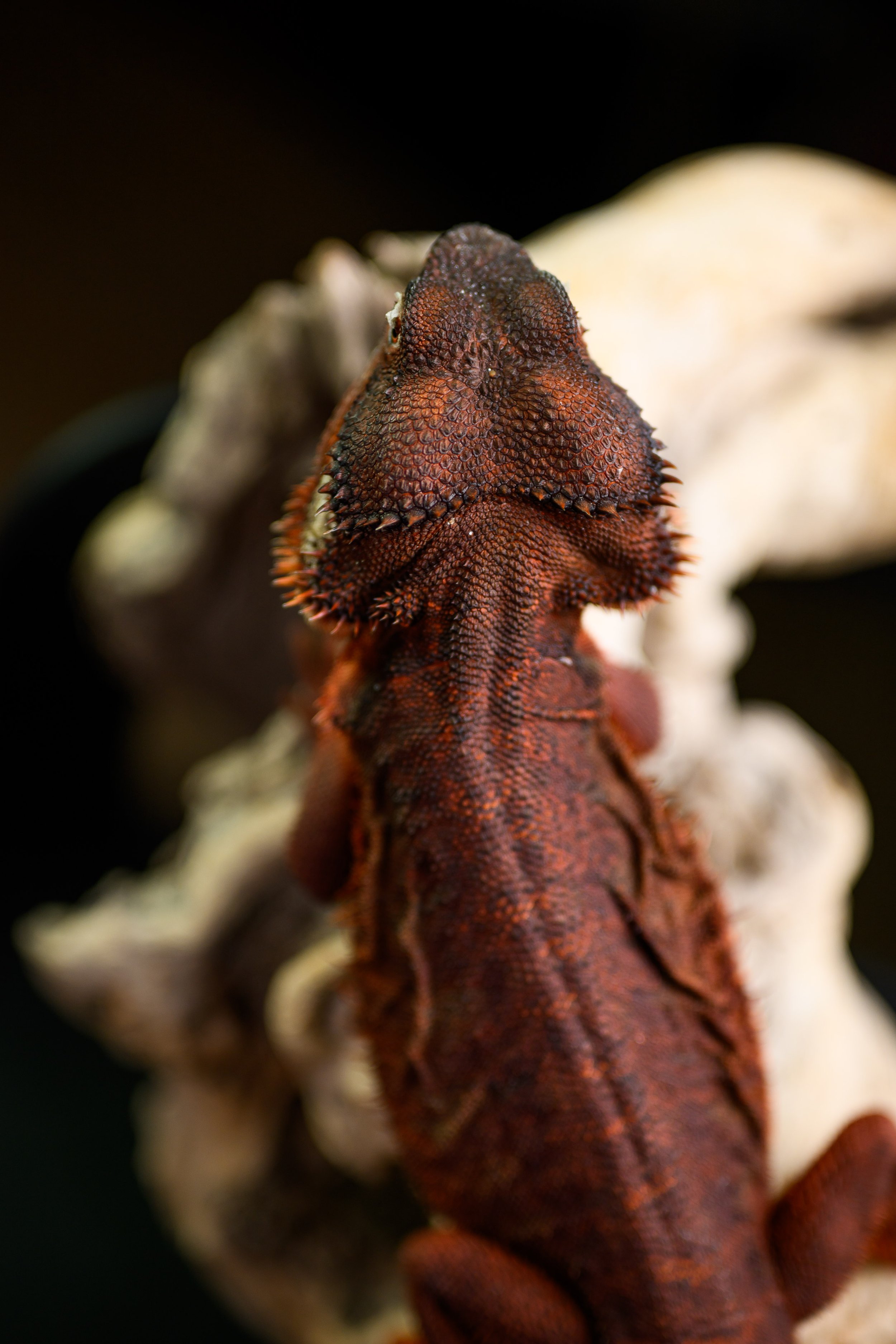 Dragons For Sale black bearded dragons 27.jpg