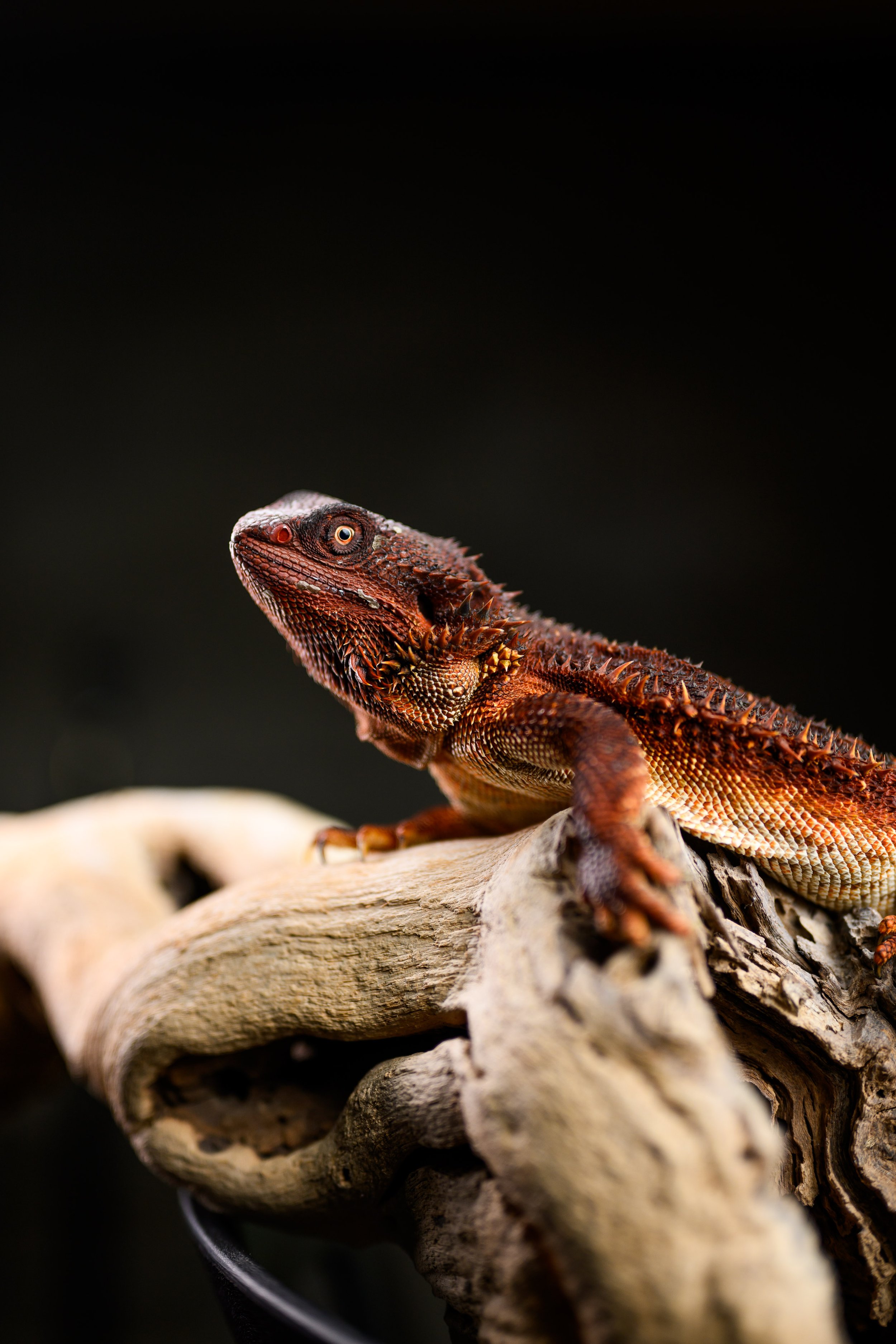 Dragons For Sale black bearded dragons 1.jpg