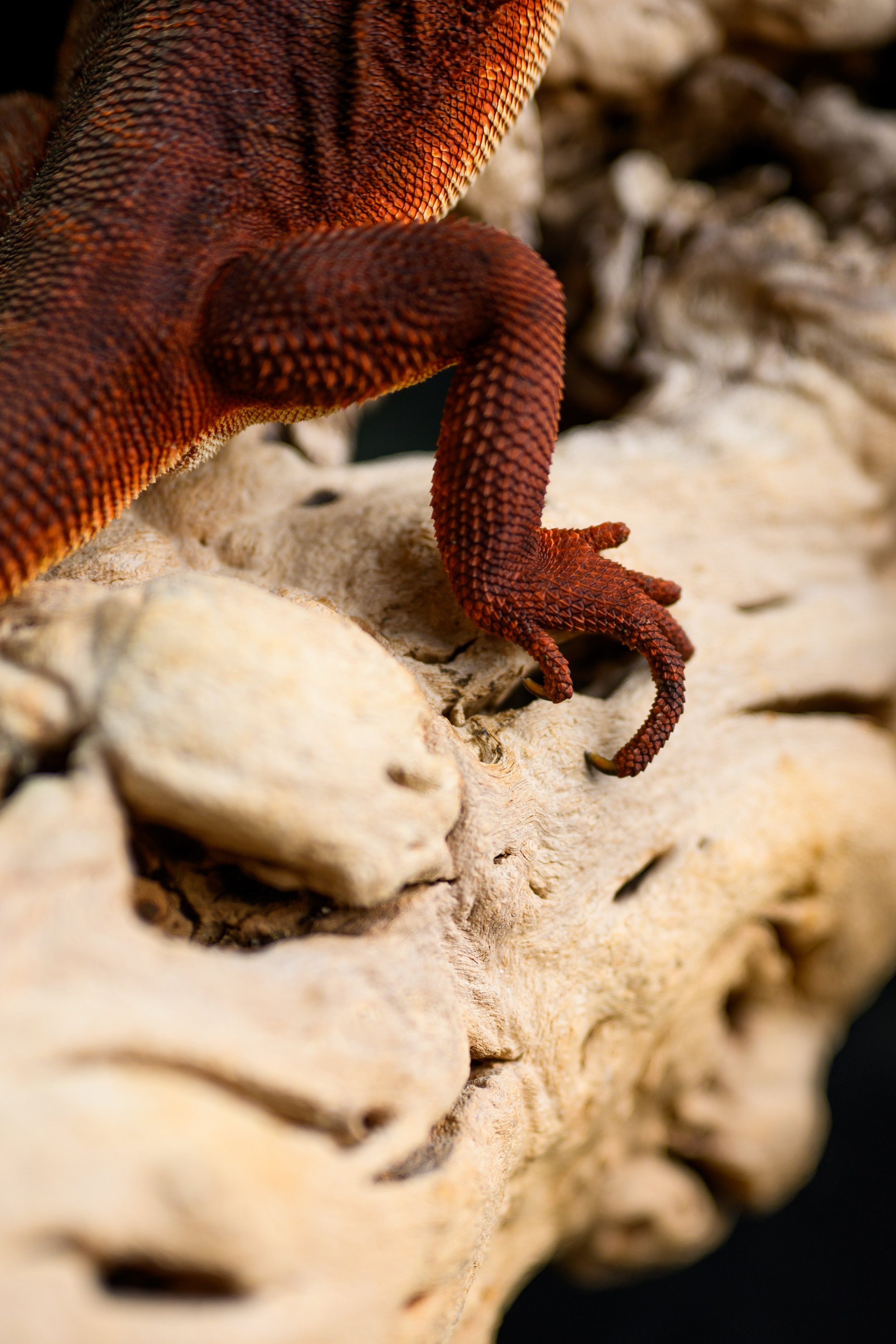 Dragons For Sale black bearded dragons 24.jpg