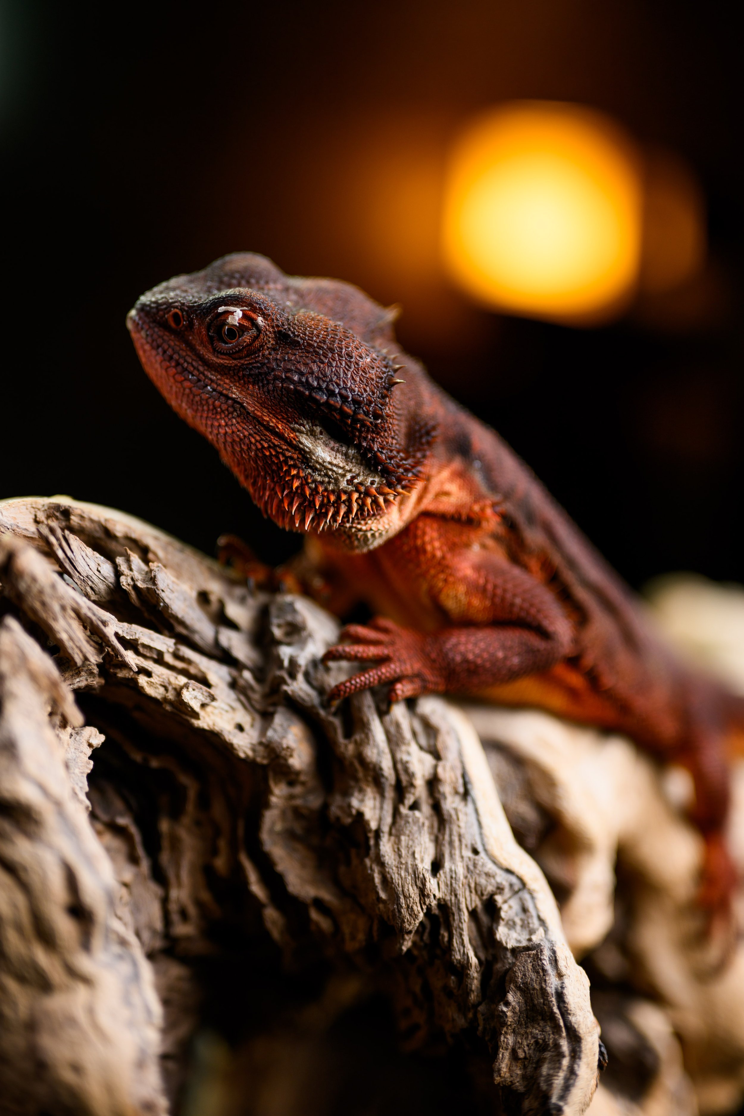 Dragons For Sale black bearded dragons 31.jpg