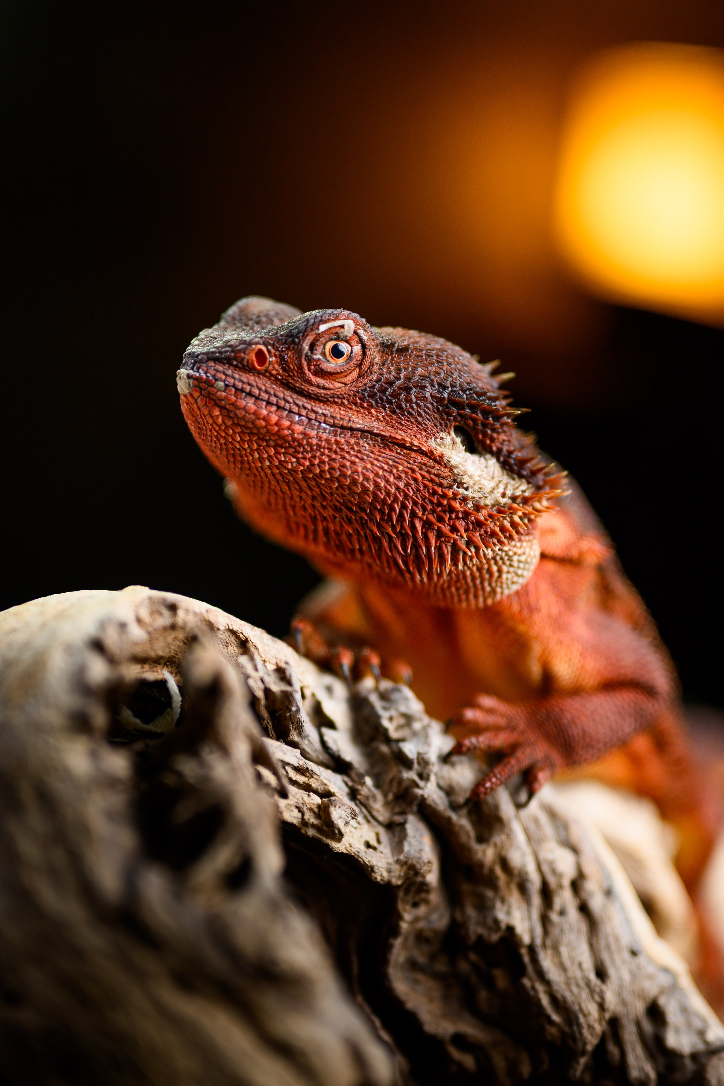 Dragons For Sale black bearded dragons 28.jpg