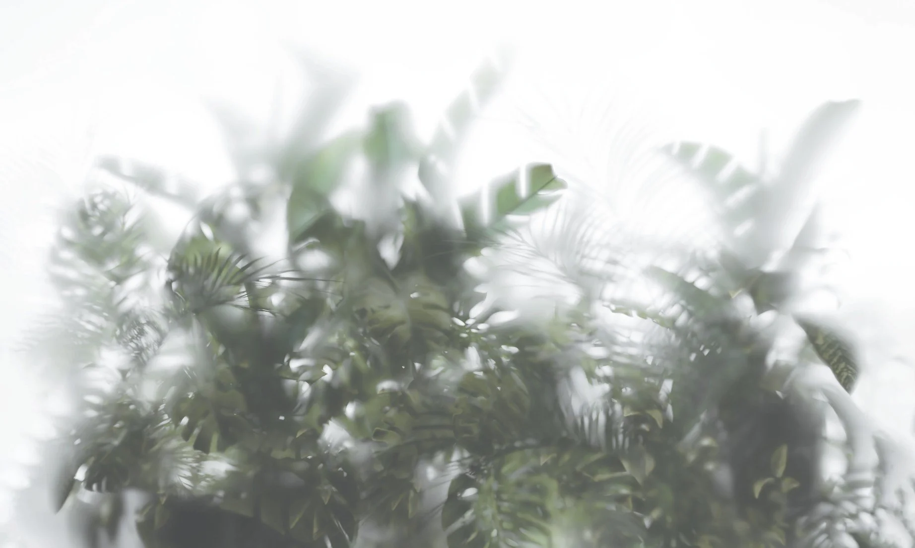 foliage - web view.jpg