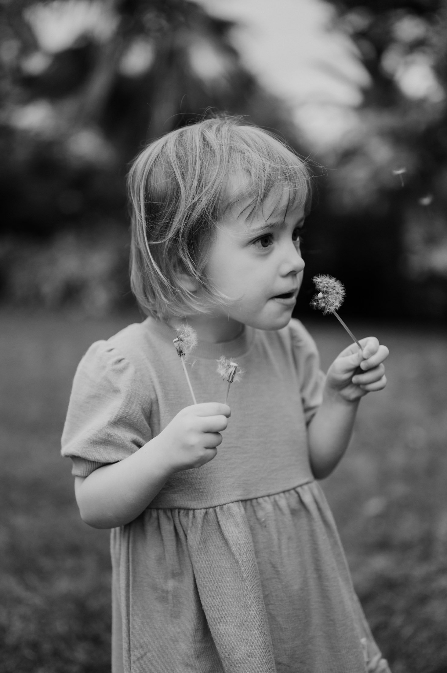 little girl blowing dandelion