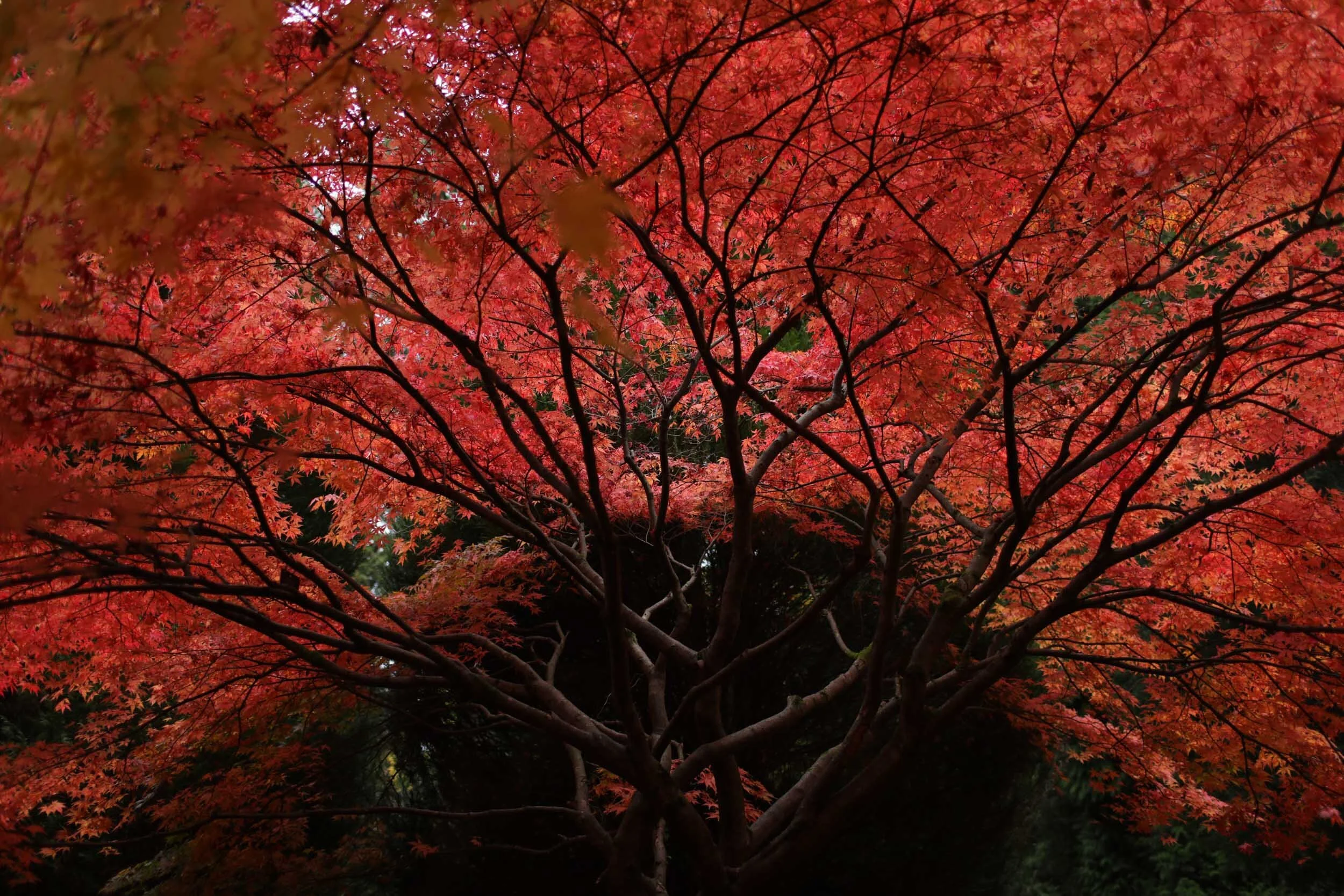 Autumn landscape print forest-10778.jpg