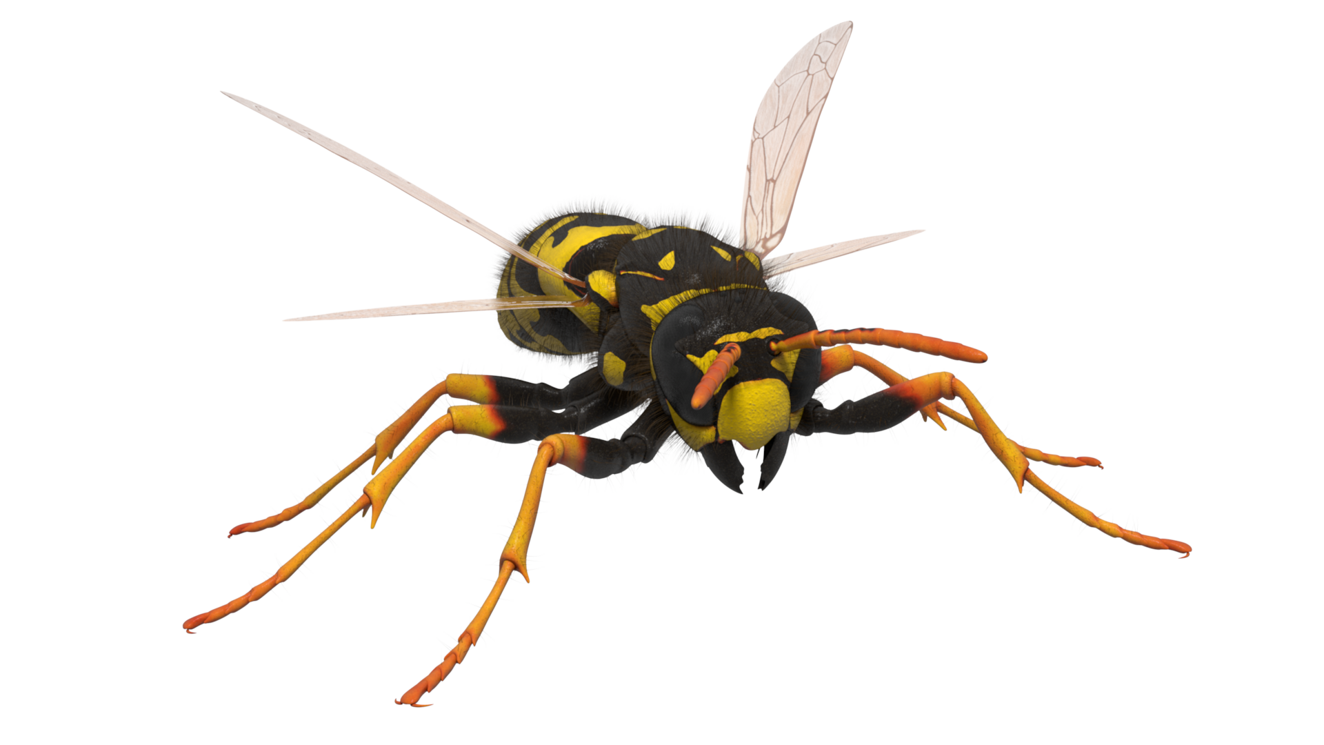 GUEPE VESPULA_0257.png
