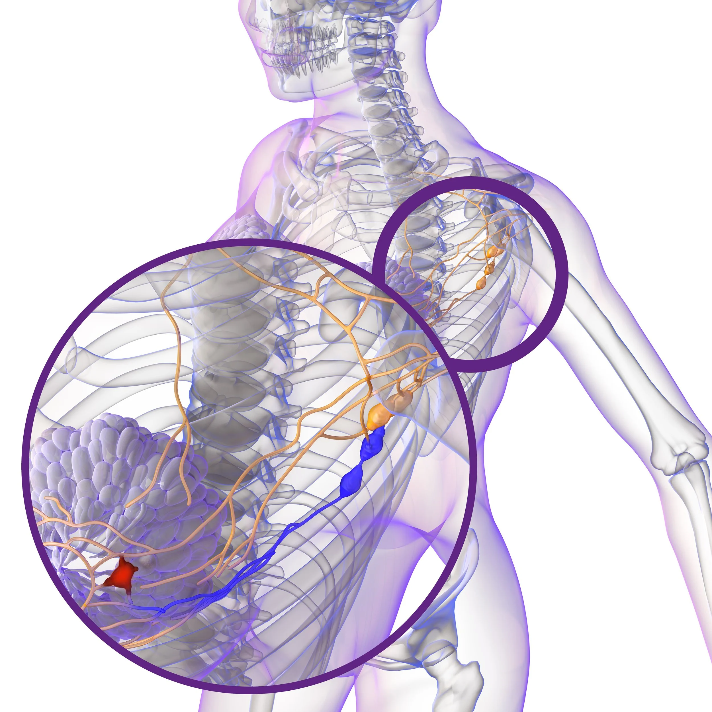 ILLUSTRATIONS 4 GANGLION S 2024 04 17.jpg
