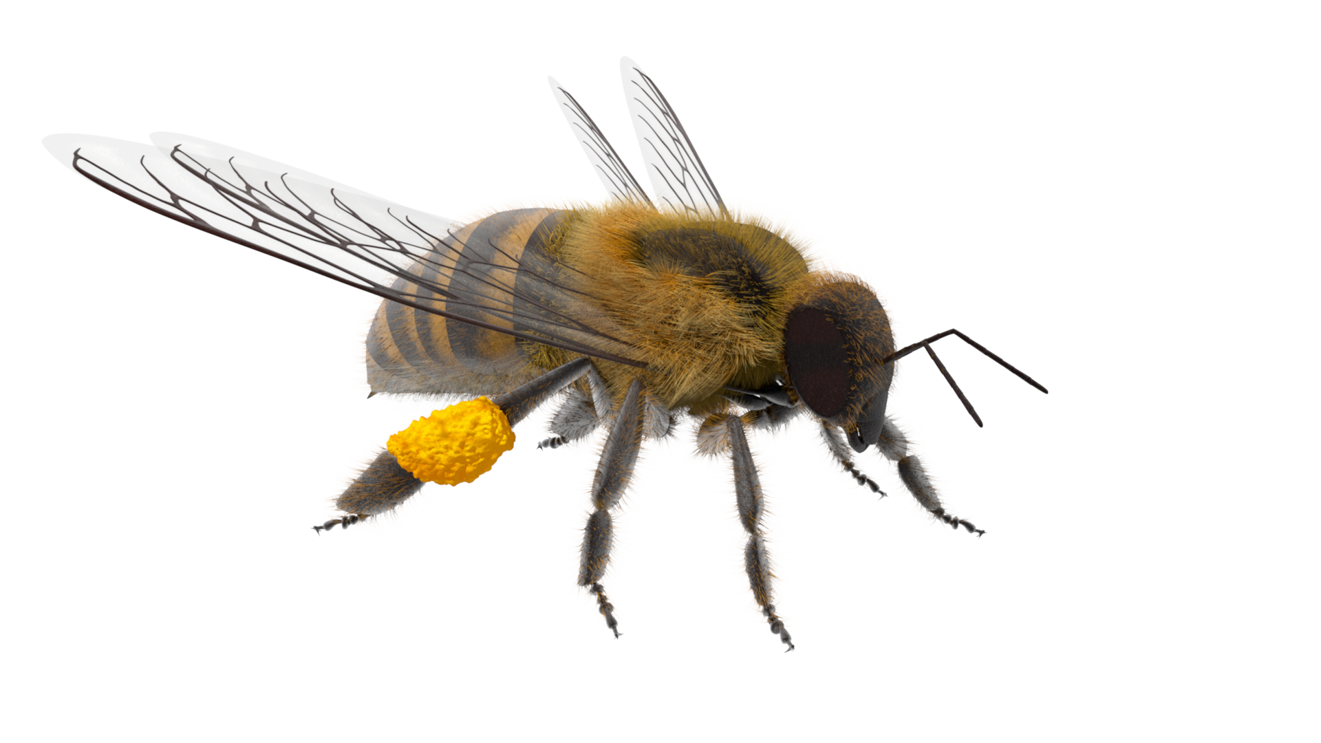 ABEILLE 360 b_0215.png