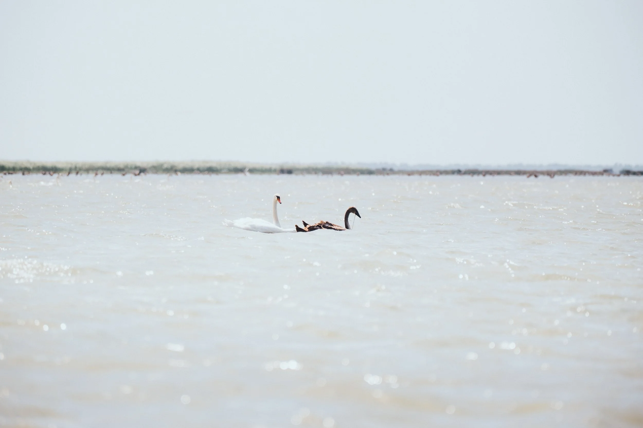 DSCF7170.jpg