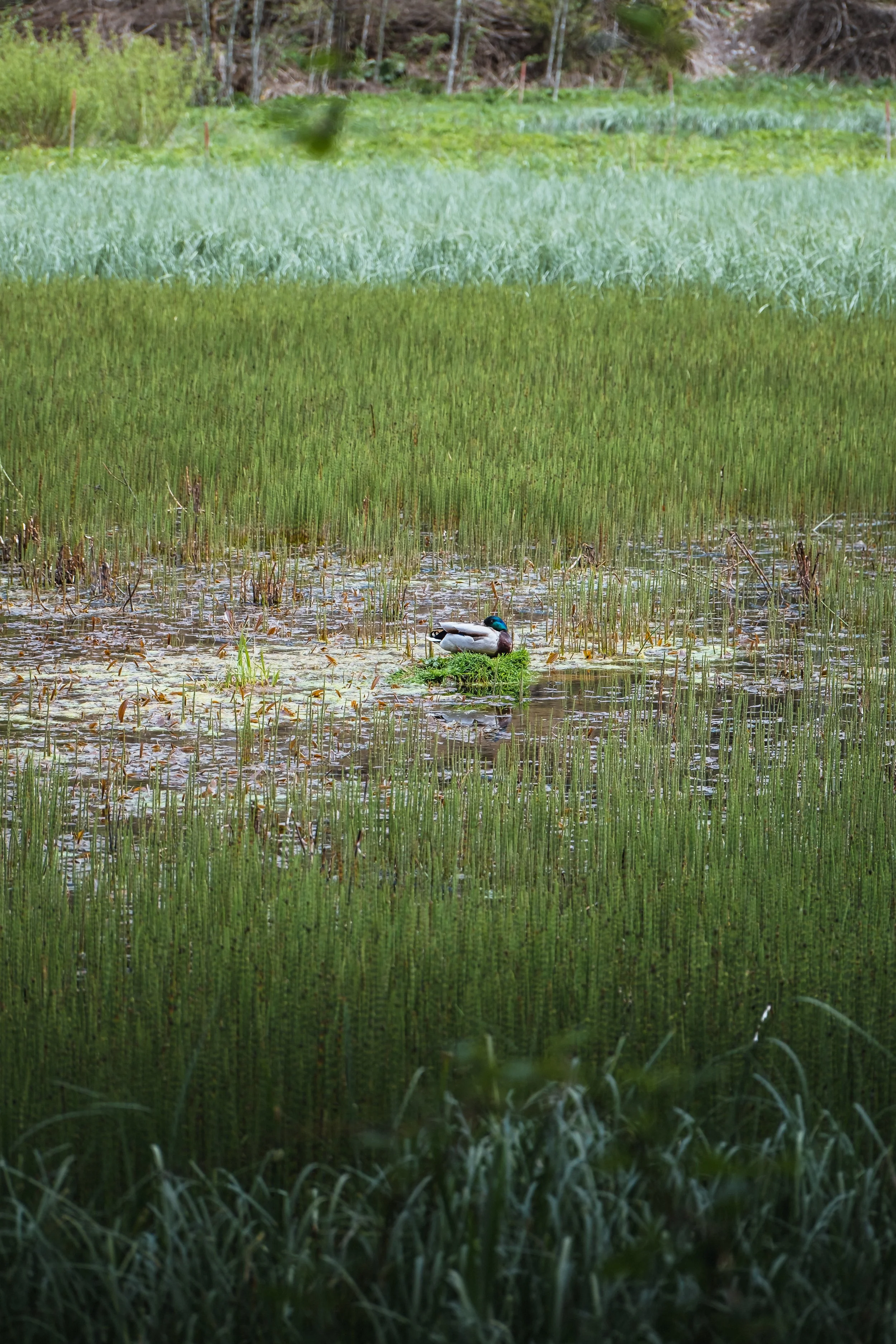 DSCF7585.jpg