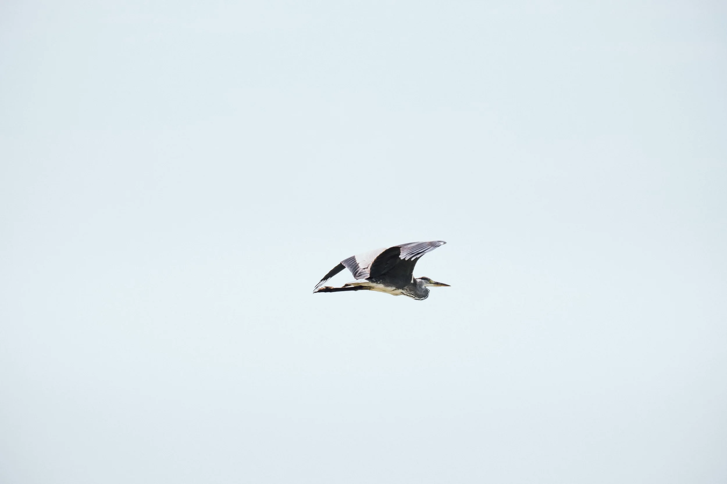 DSCF6386.jpg