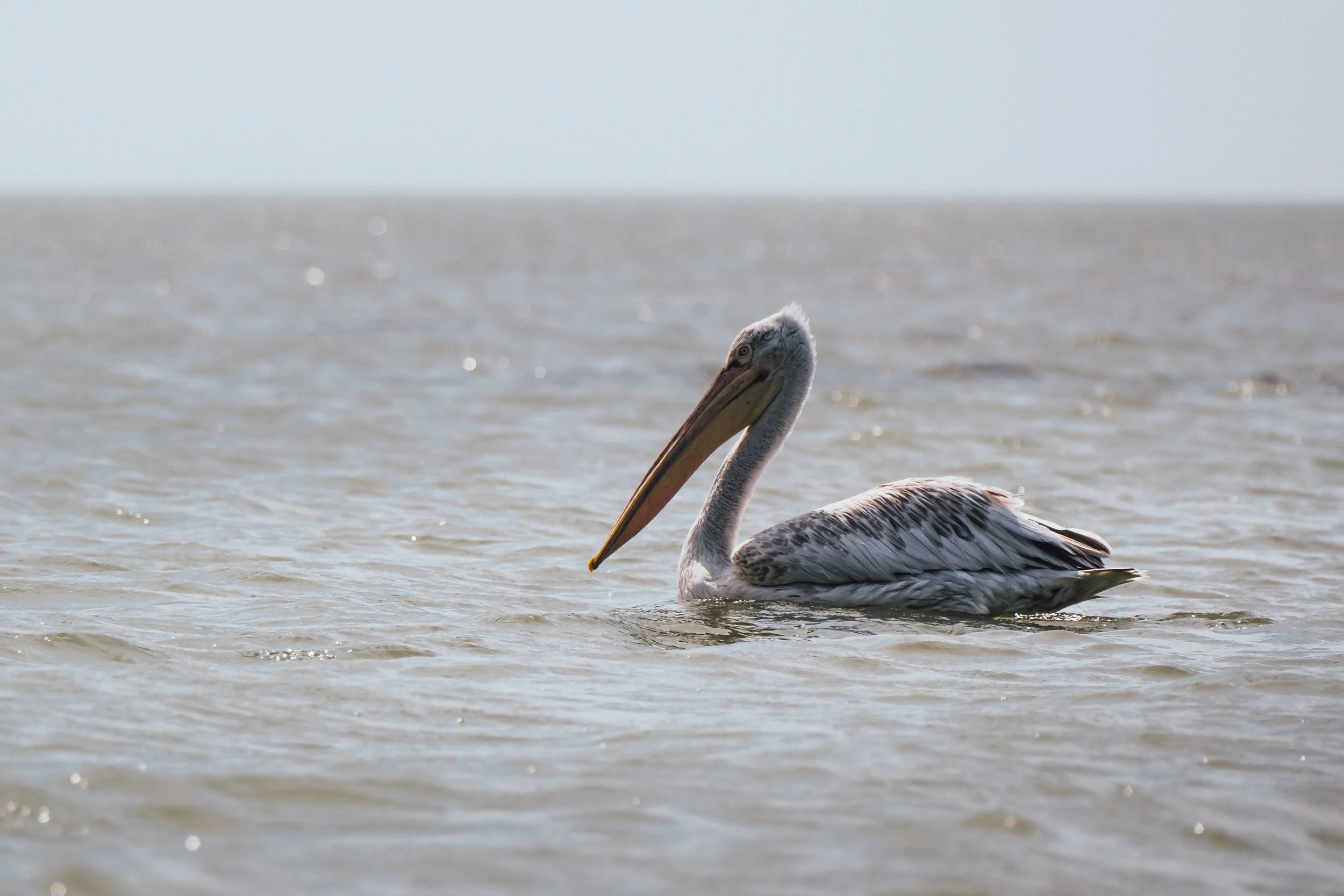 DSCF7752.jpg