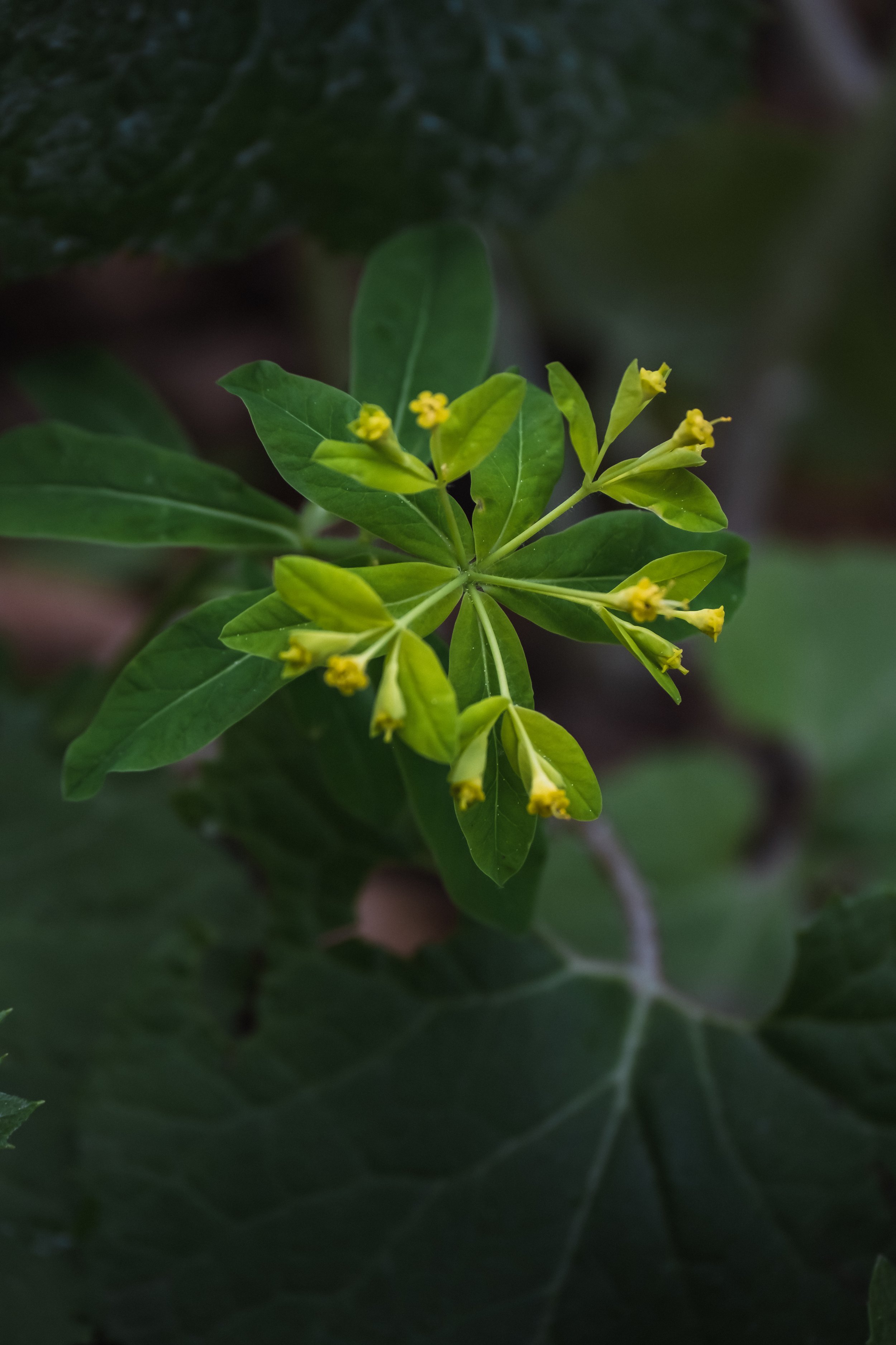 DSCF7678.jpg