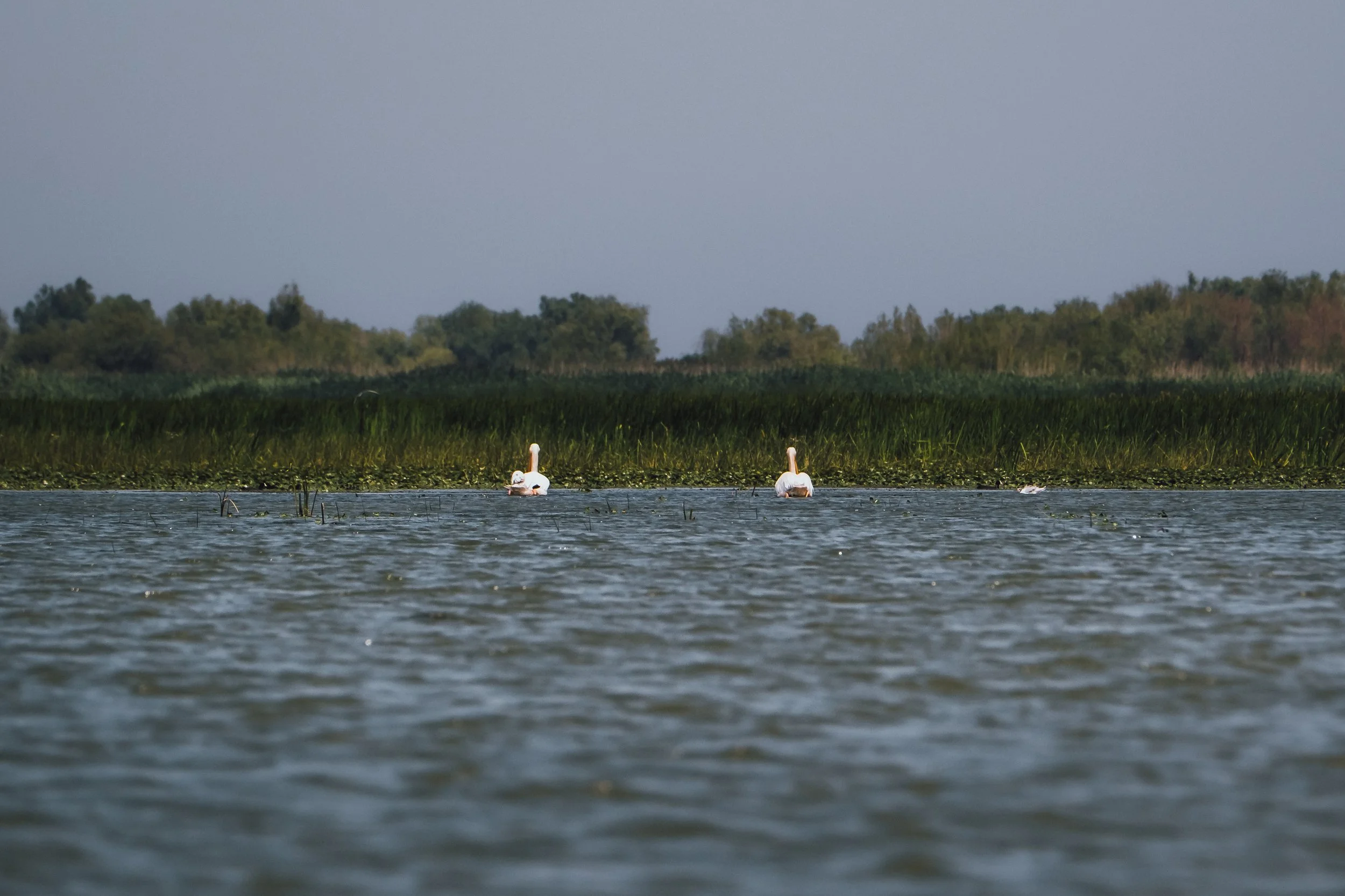 DSCF7882.jpg