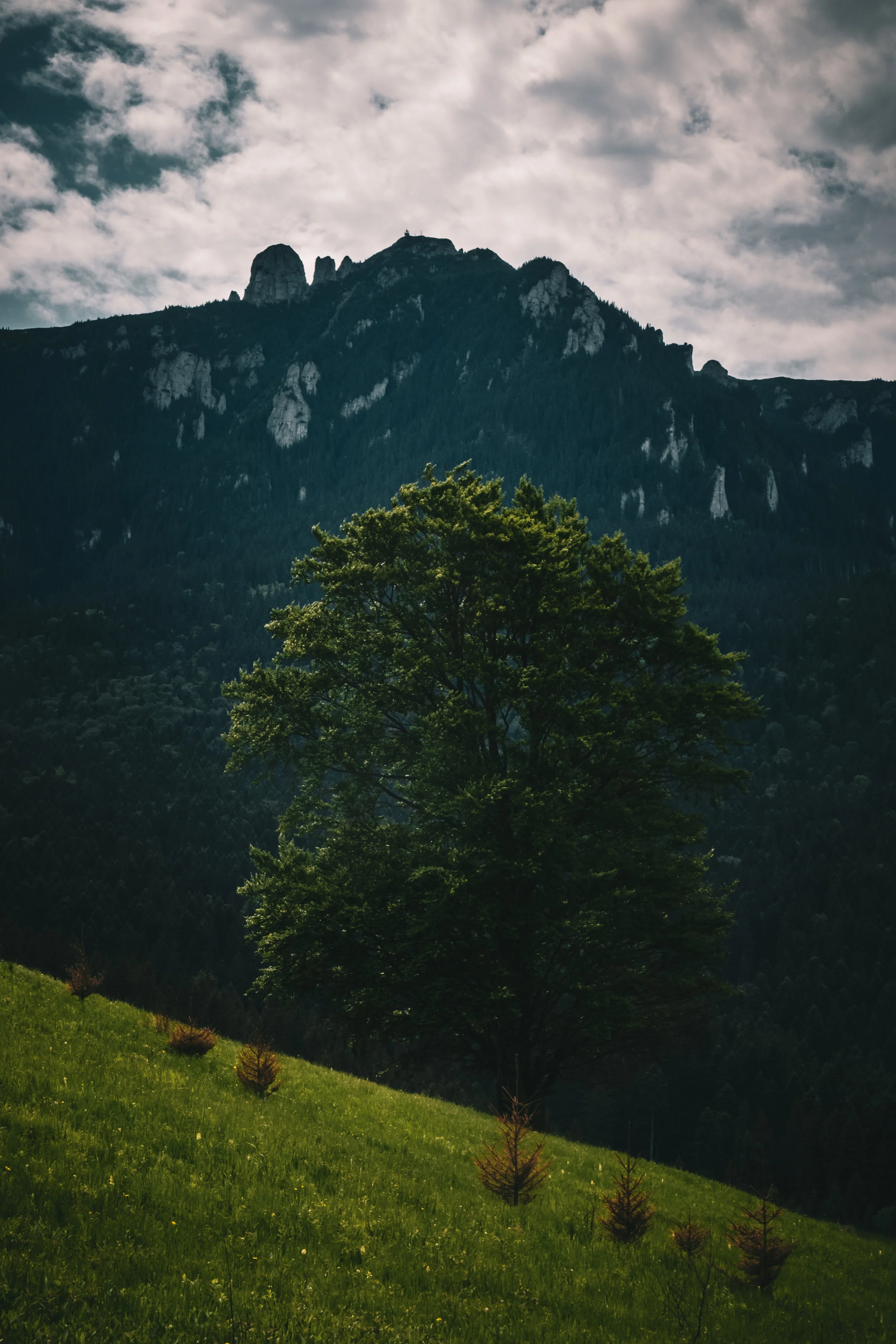 The Ceahlau massif and one of the biggest Oak trees that I have ever seen captured on 08/06/2020