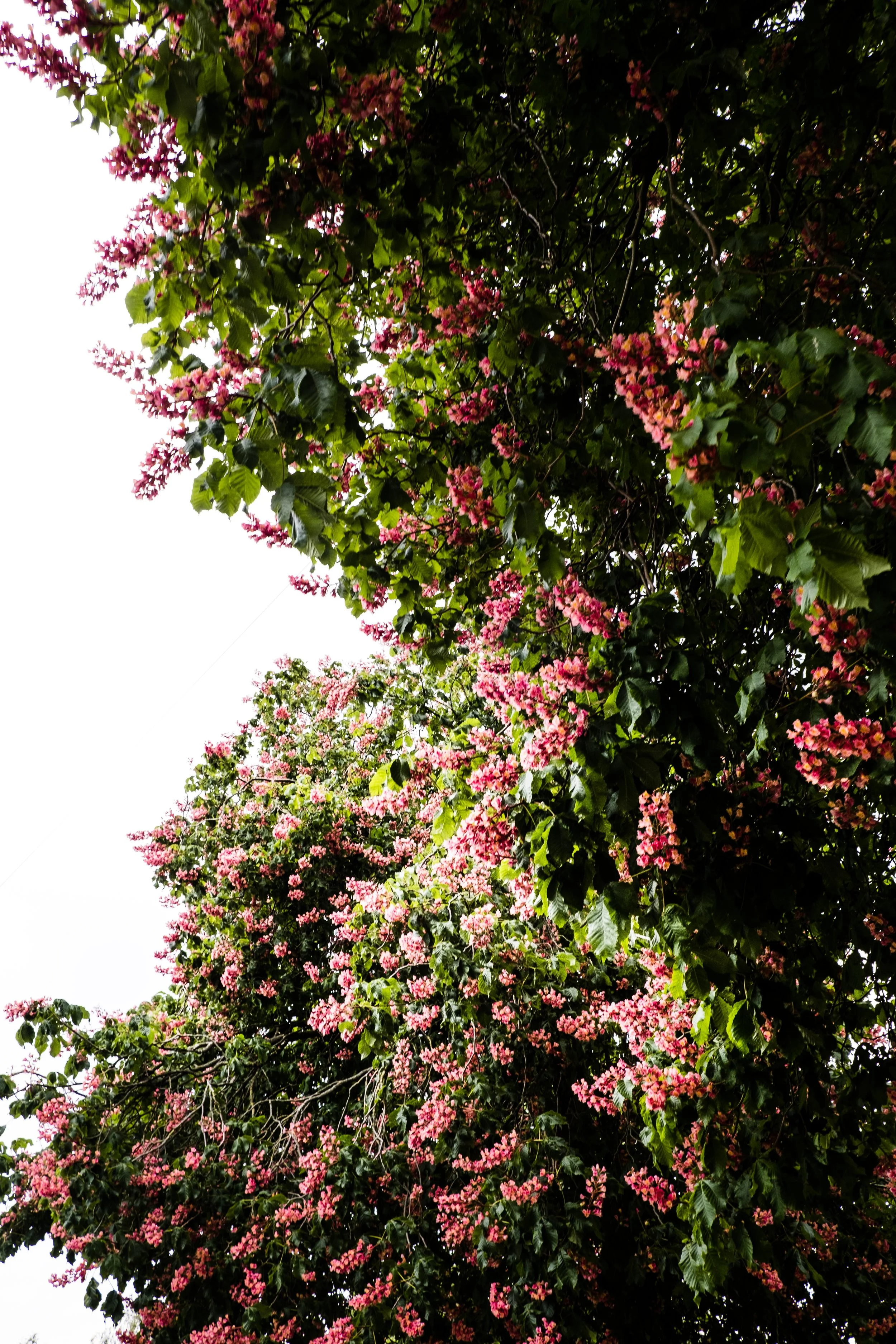 DSCF3571.jpg