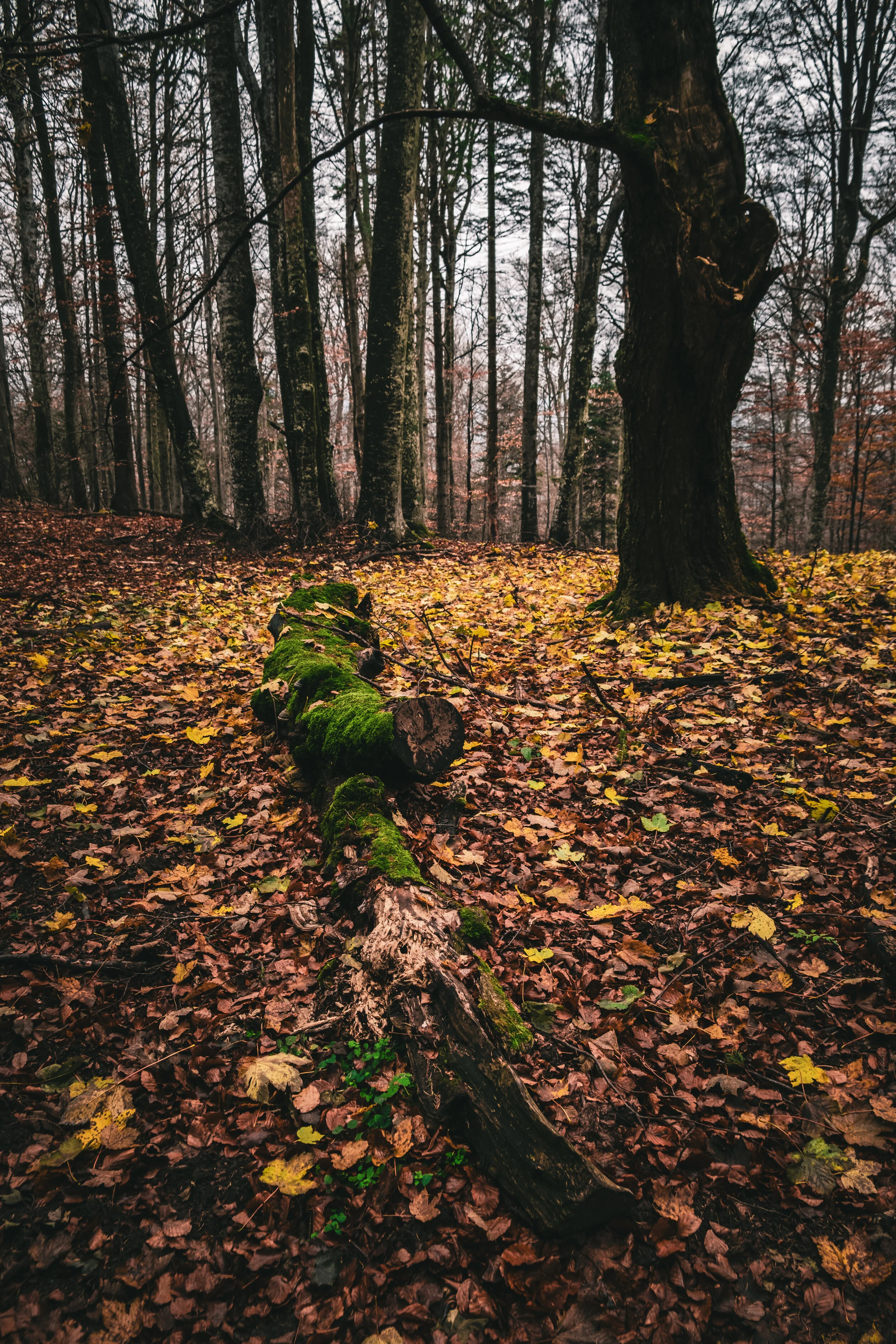 Late Autumn, captured in the Baiu Mountains forest on 14/11/2020
