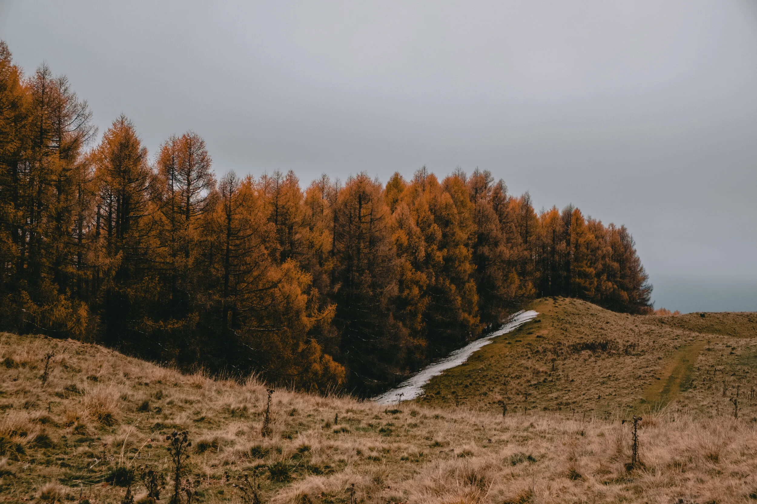 Golden Pine Trees, captured on 14/11/2020 at the edge of the Baiu Mountains forest