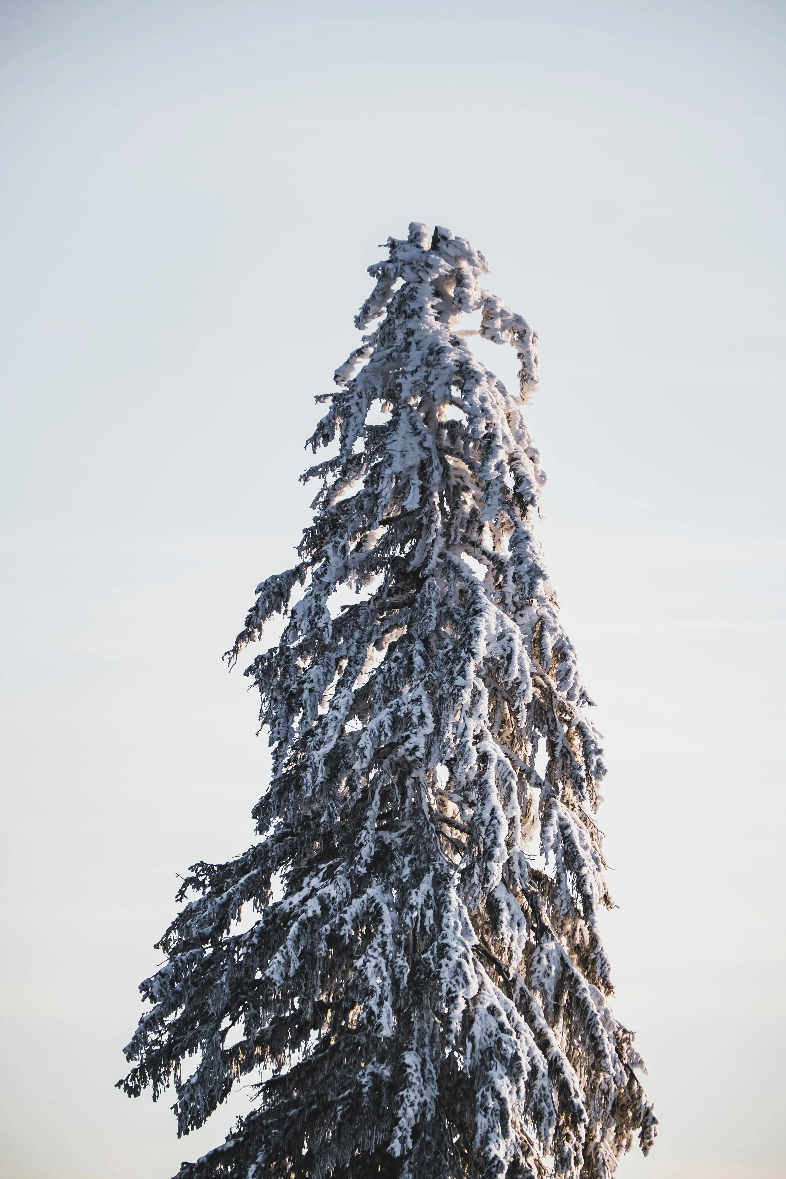 DSCF4561.jpg