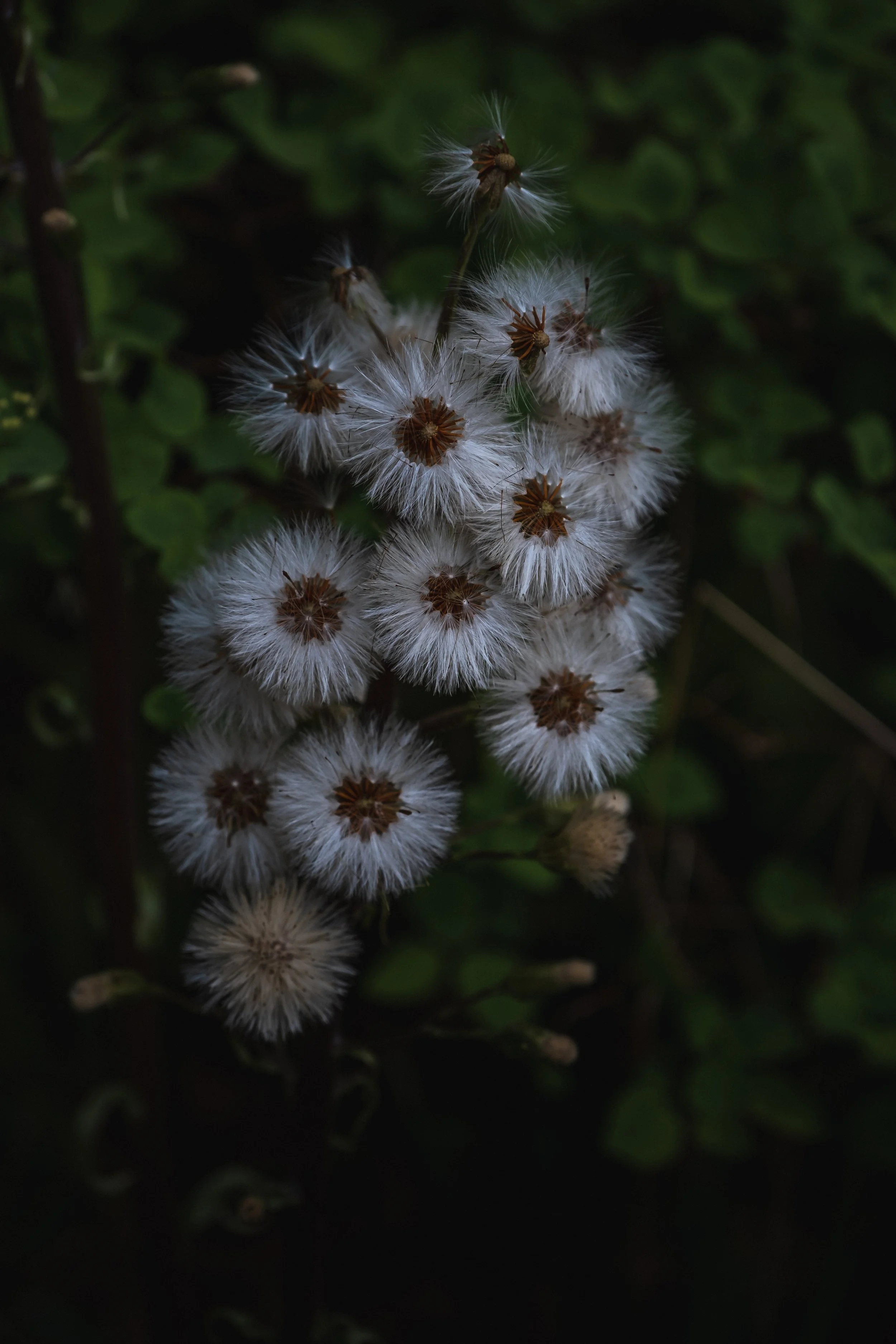 DSCF7686.jpg