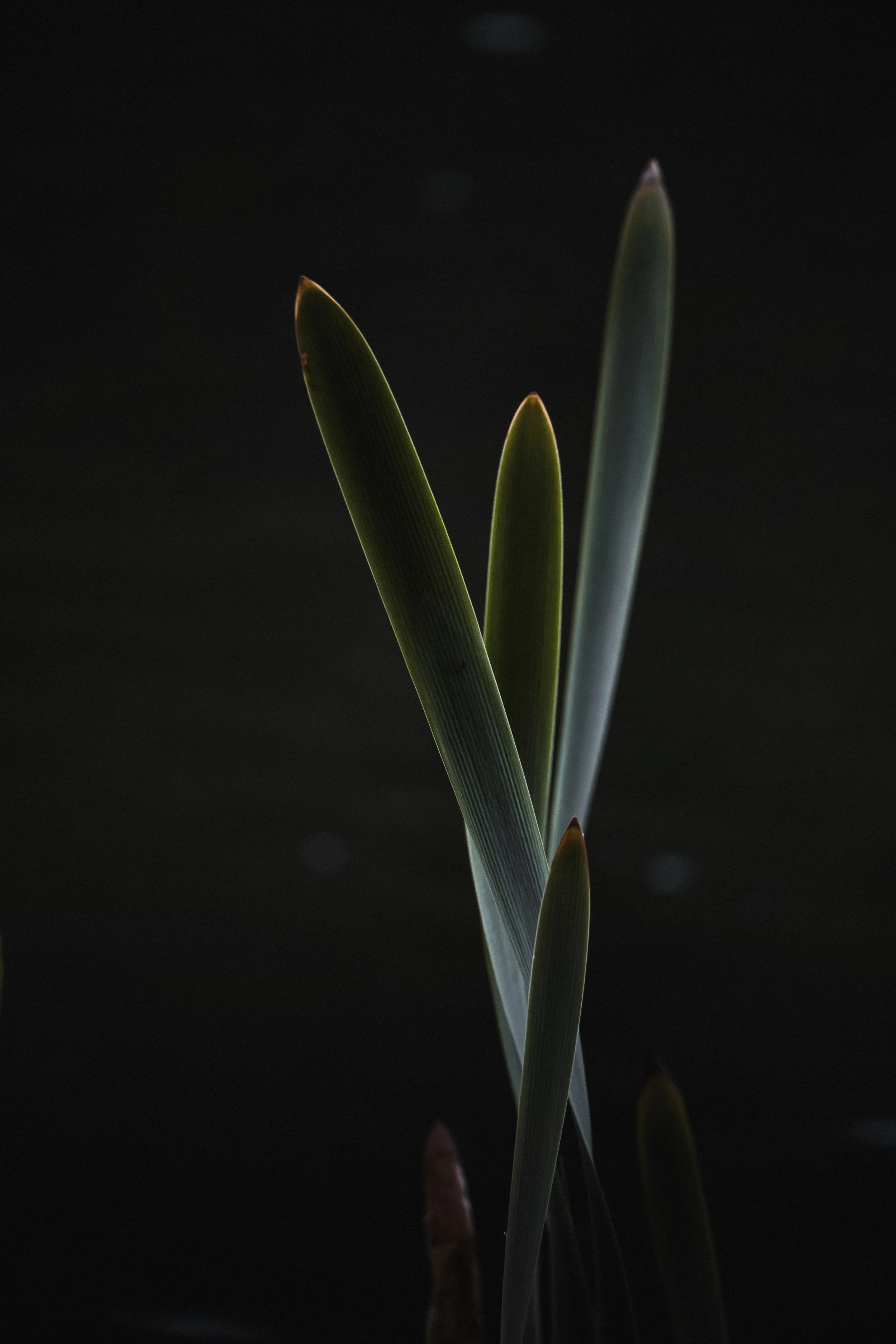DSCF7650.jpg