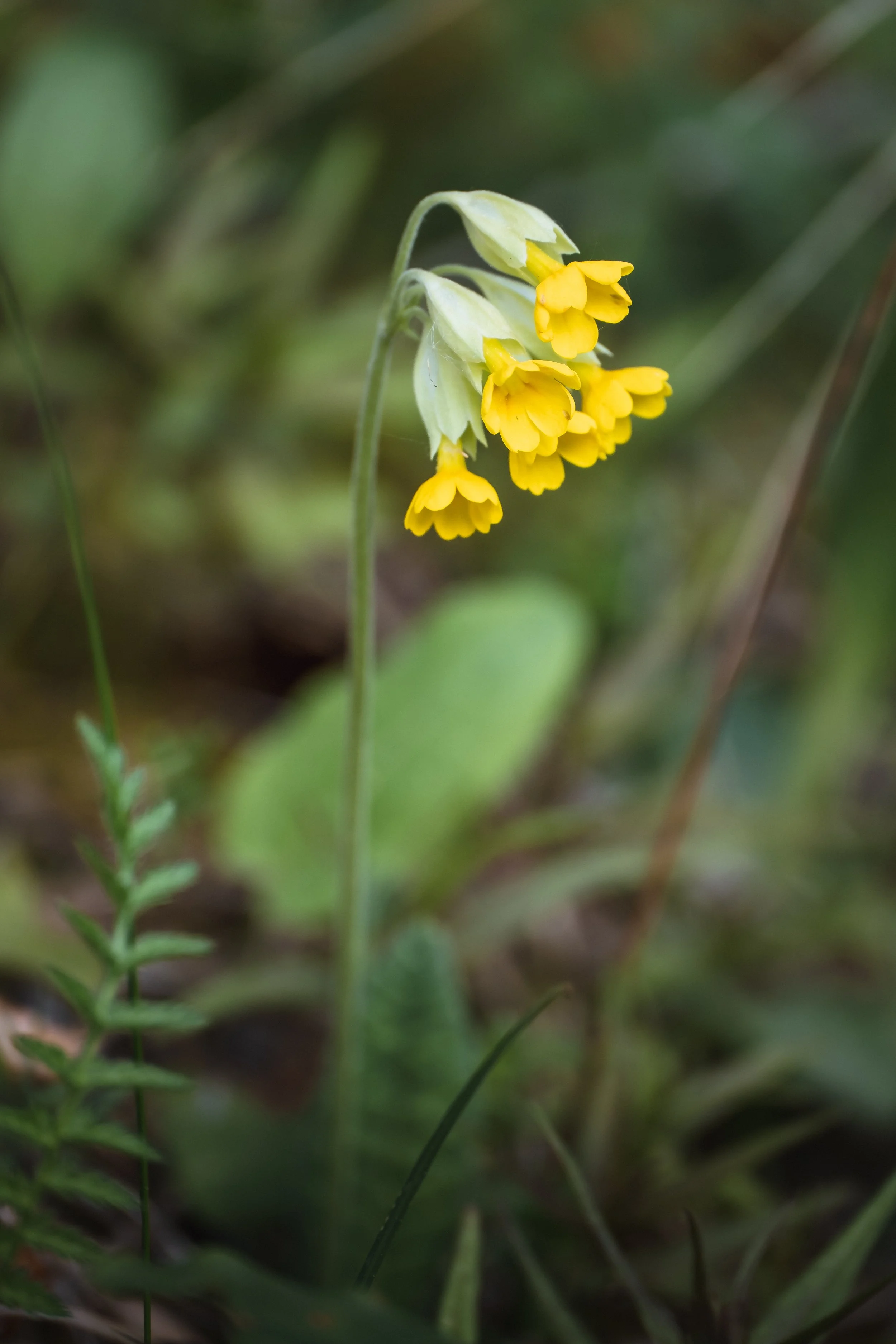 DSCF7643.jpg