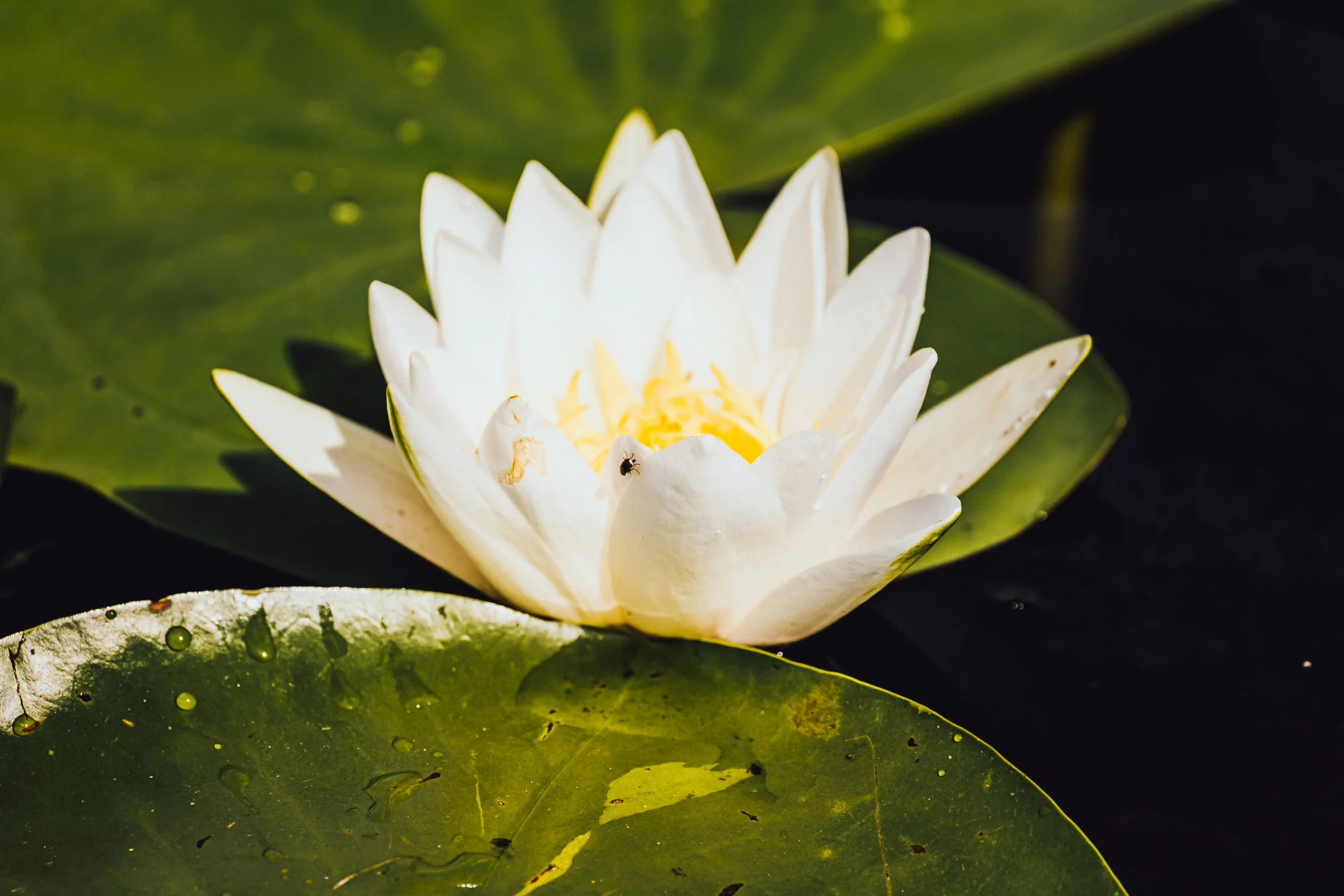DSCF8709.jpg