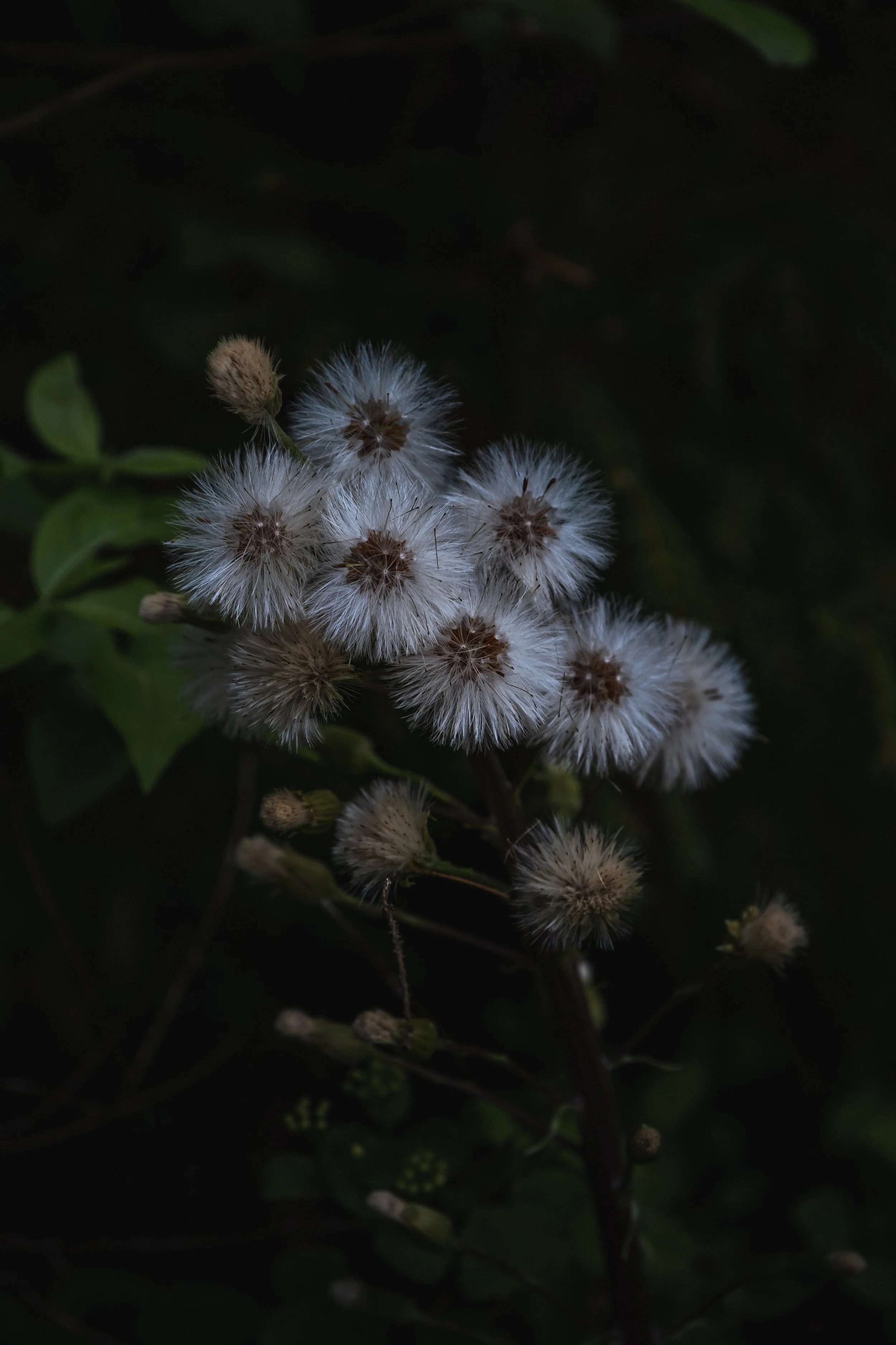 DSCF7688.jpg