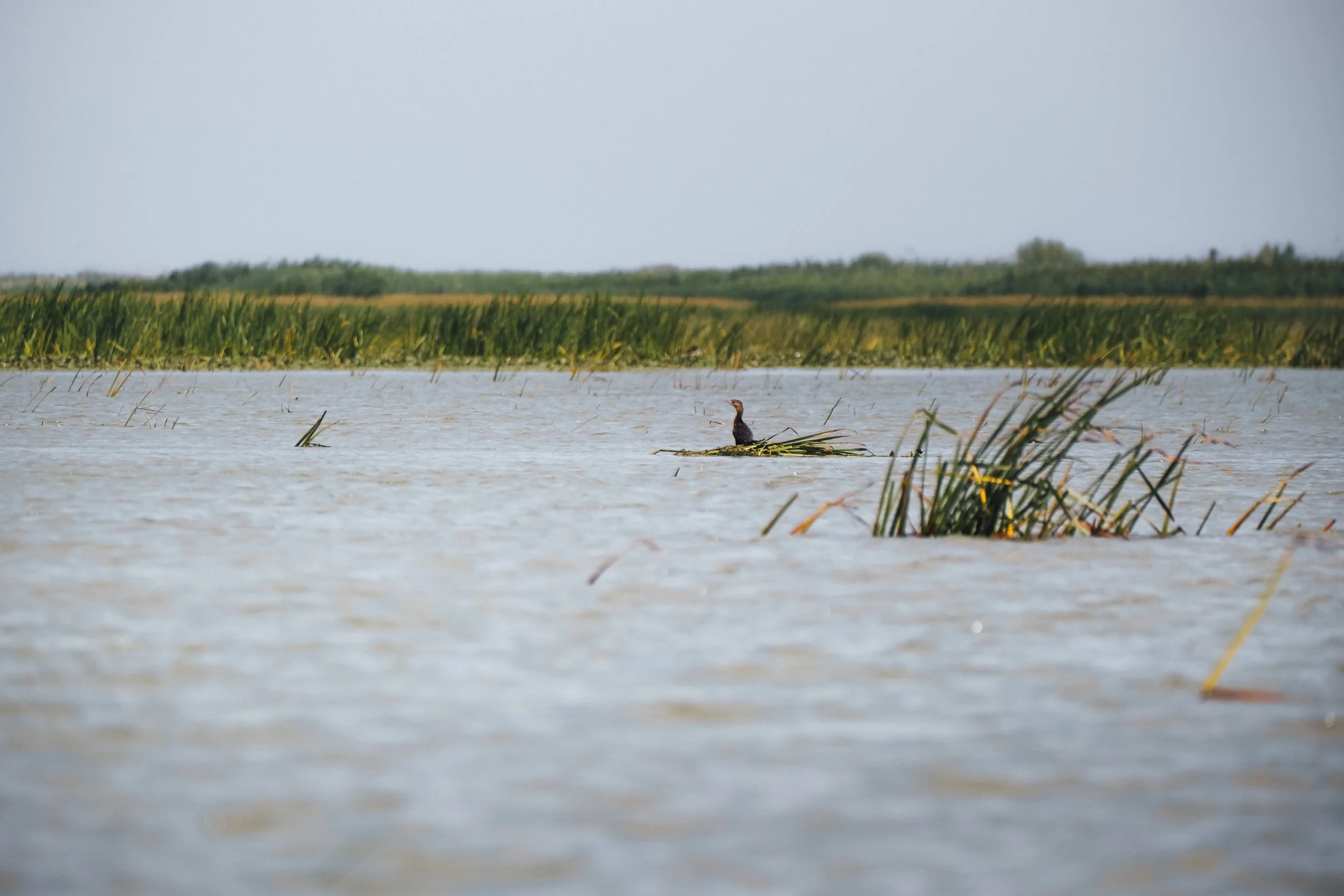 DSCF6621.jpg