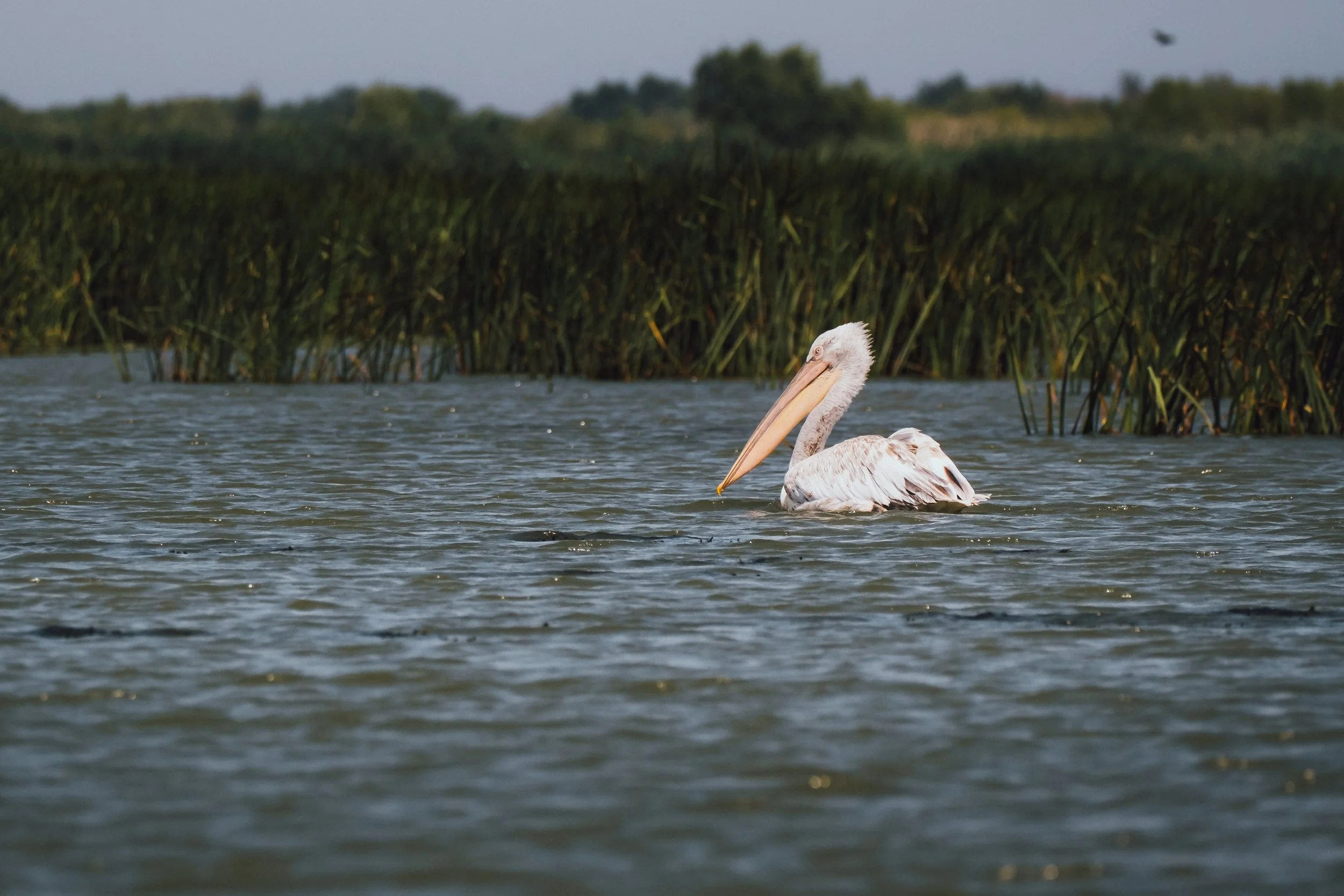 DSCF7567.jpg
