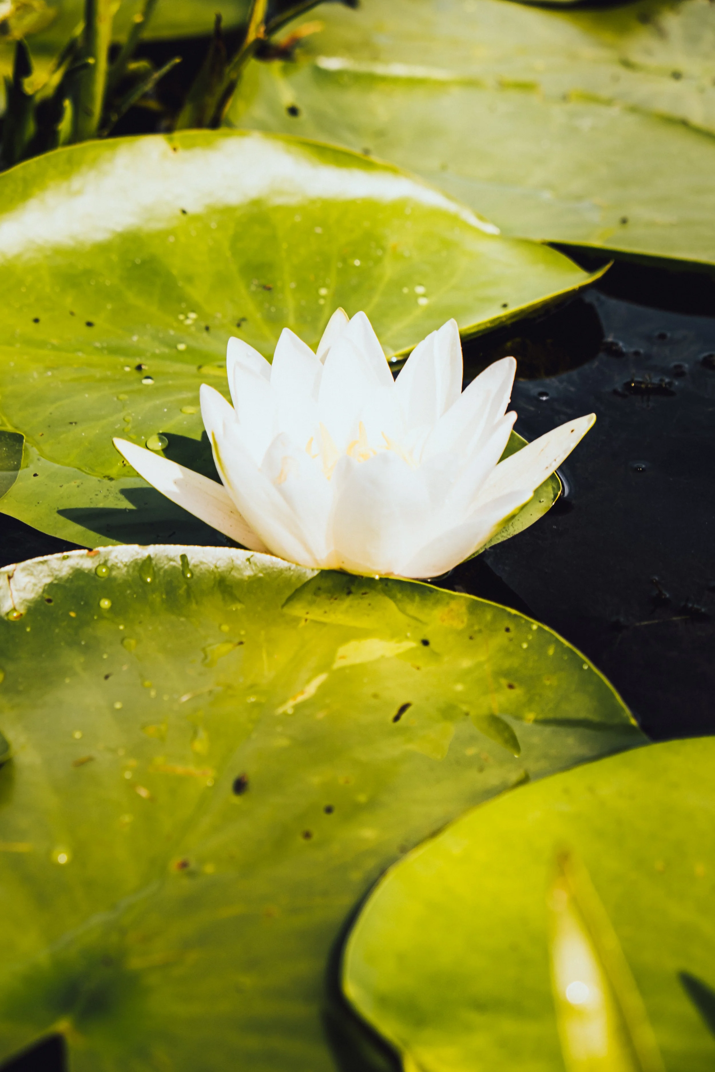 DSCF8690.jpg