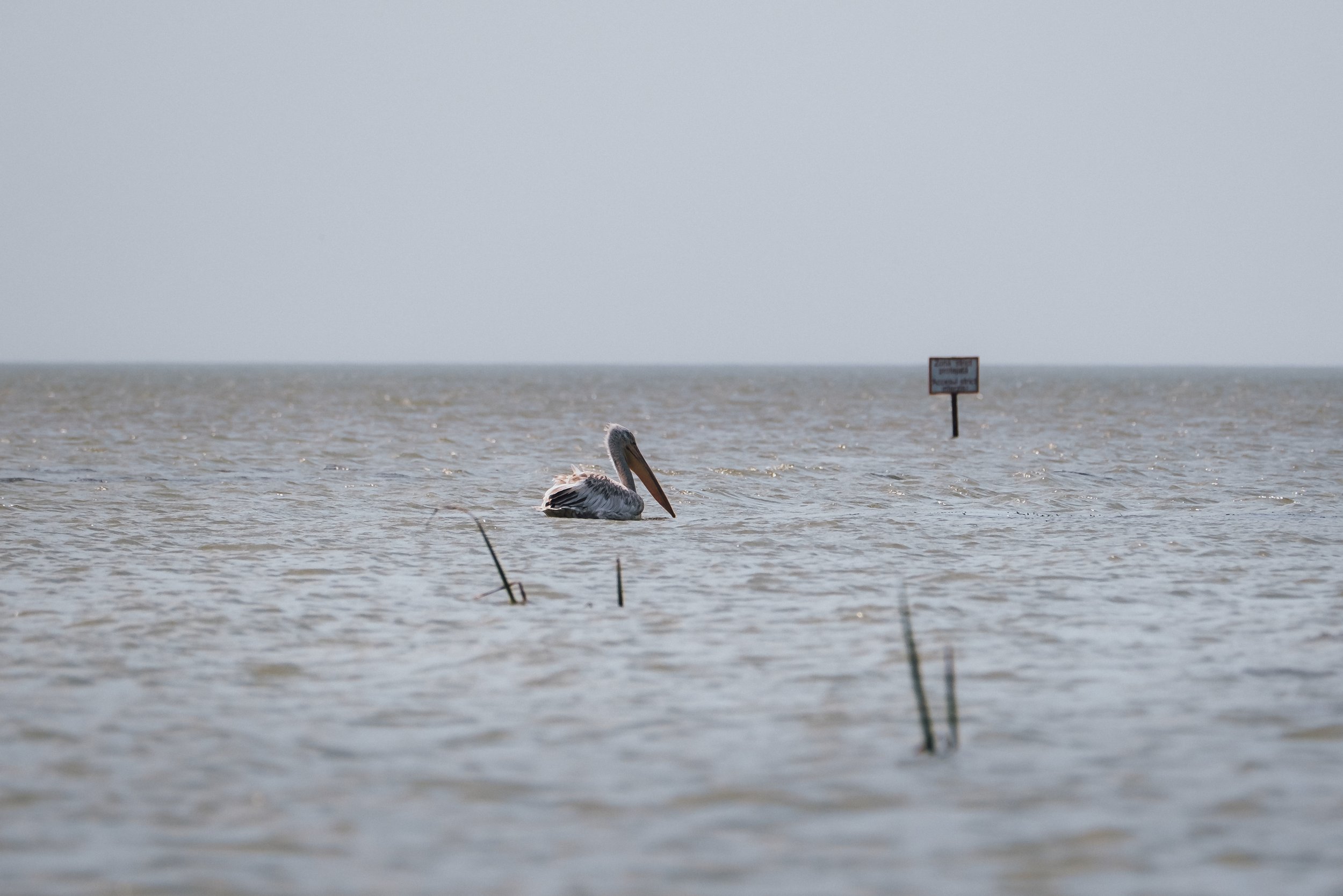 DSCF7691.jpg