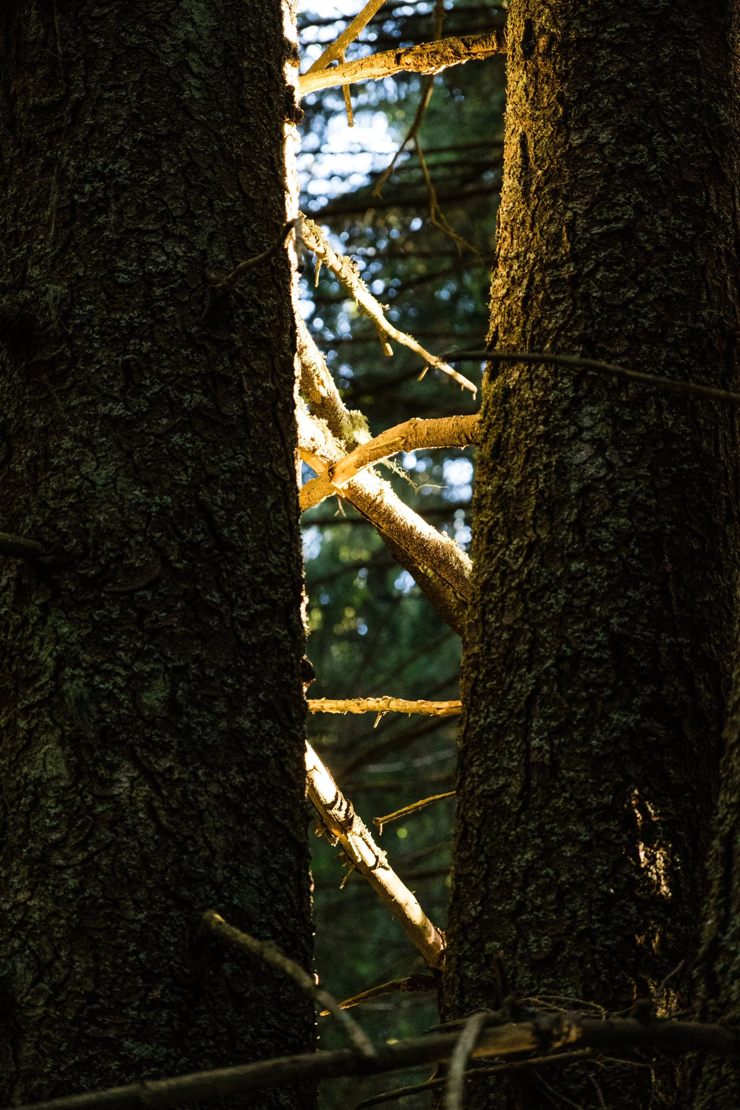 DSCF0617.jpg