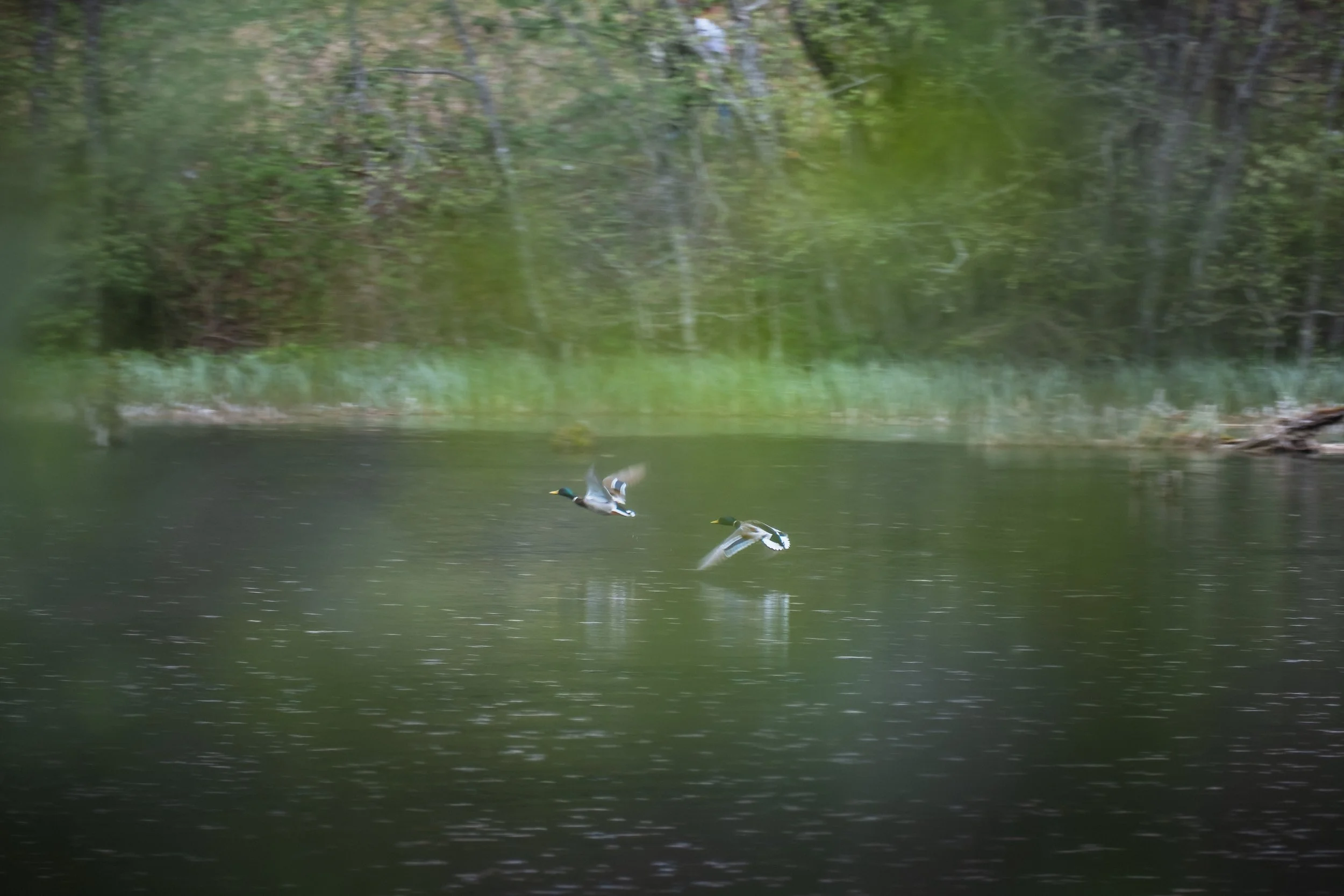 DSCF7630.jpg